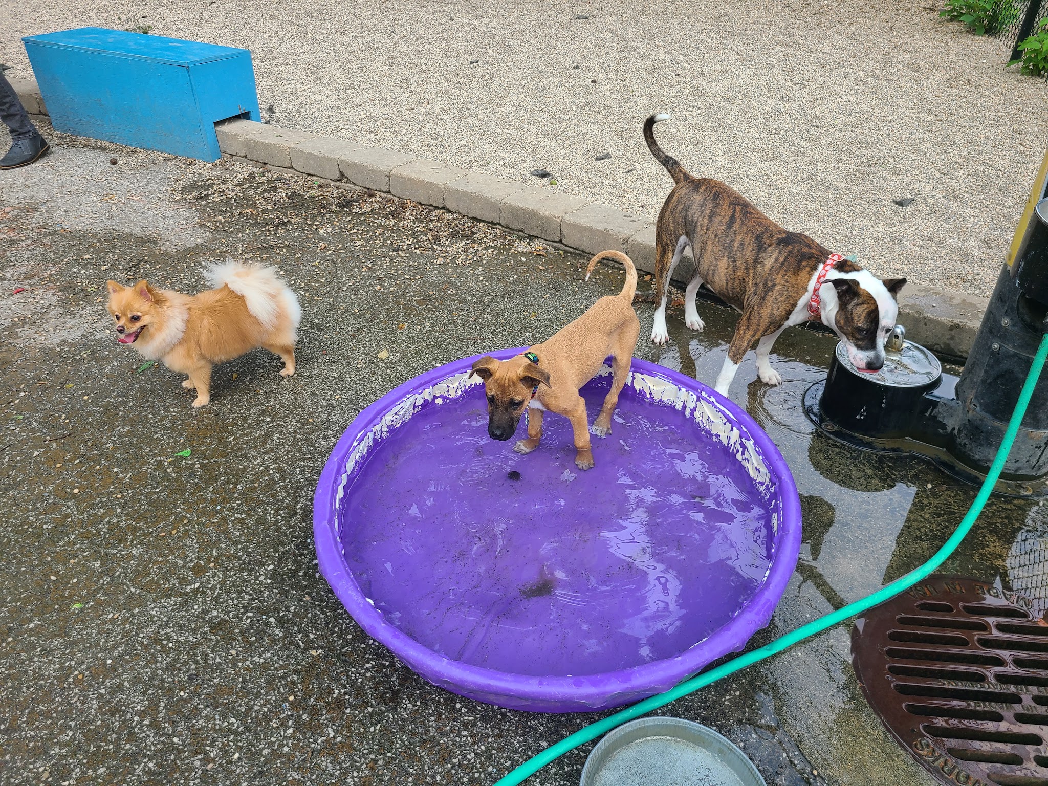 Pottawattomie Park Dog Friendly Area - Chicago, IL