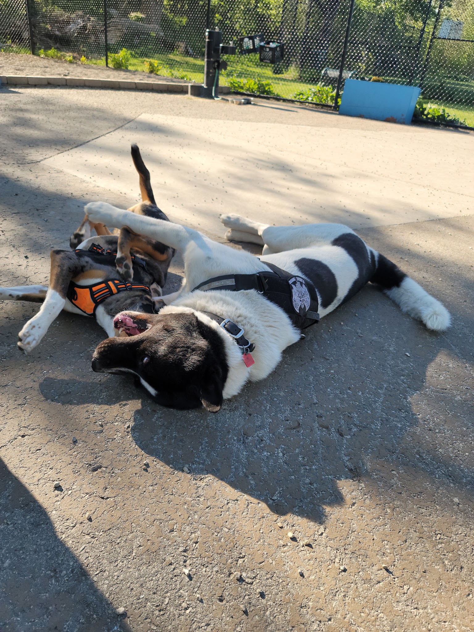 Pottawattomie Park Dog Friendly Area - Chicago, IL