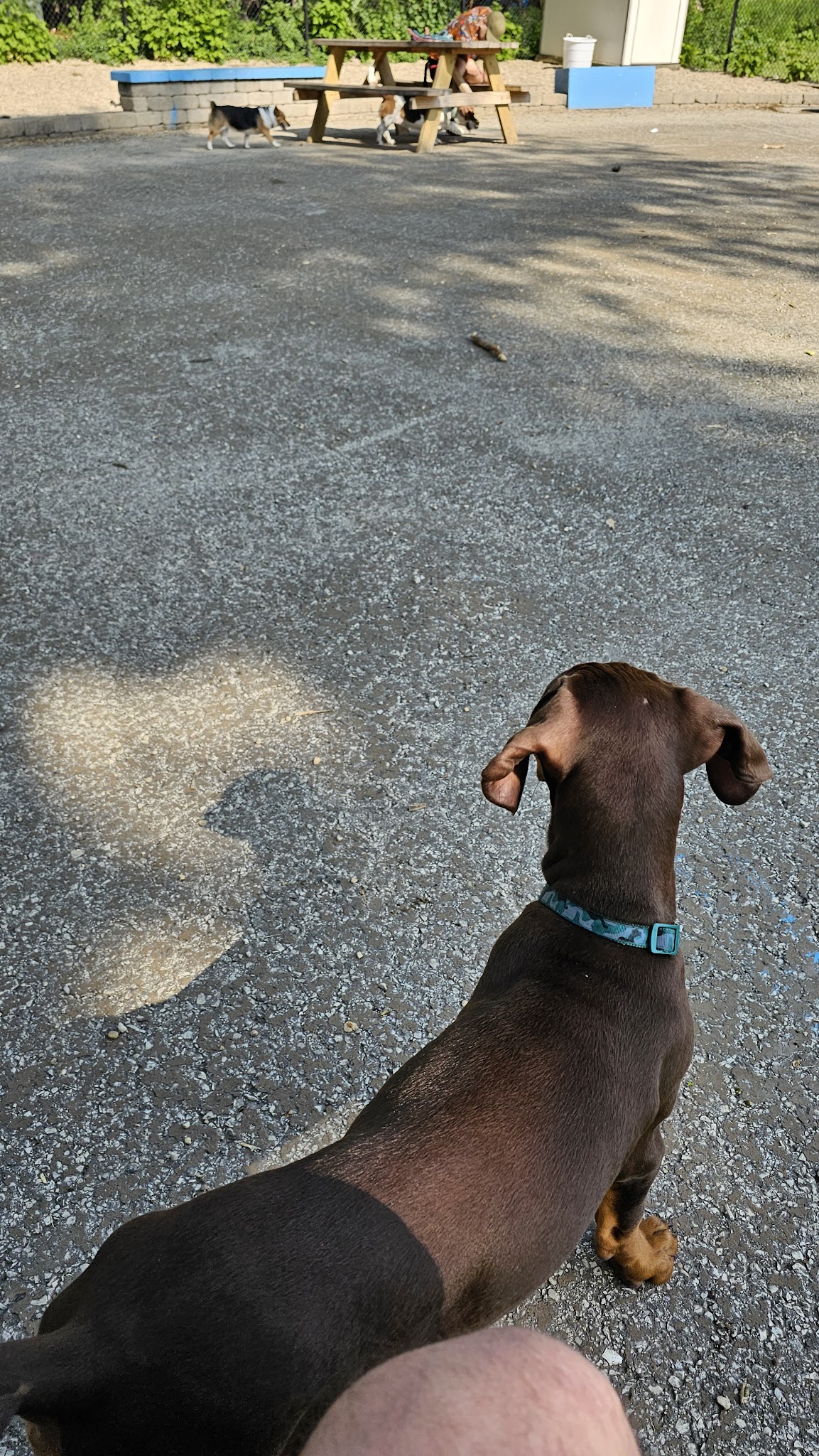 Pottawattomie Park Dog Friendly Area - Chicago, IL