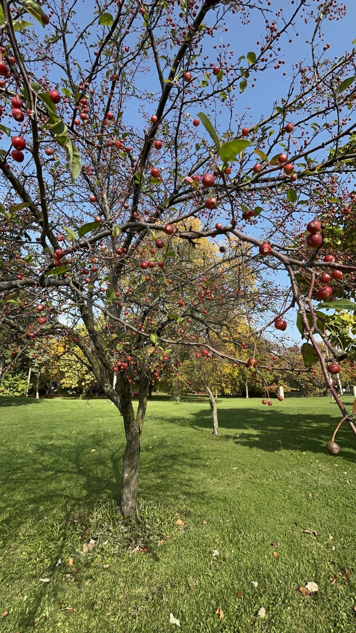 Prospect Gardens Park - Chicago, IL