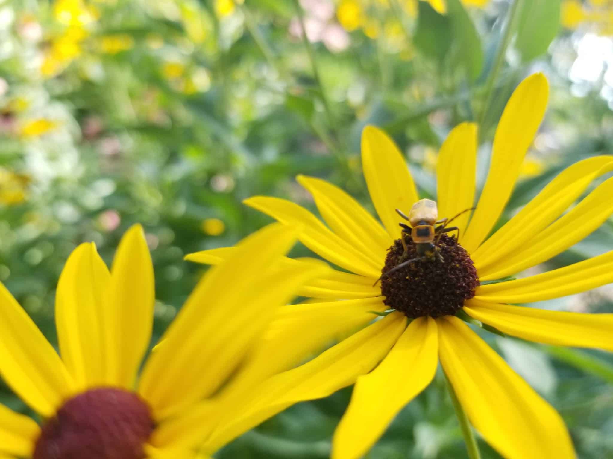 Prospect Gardens Park - Chicago, IL