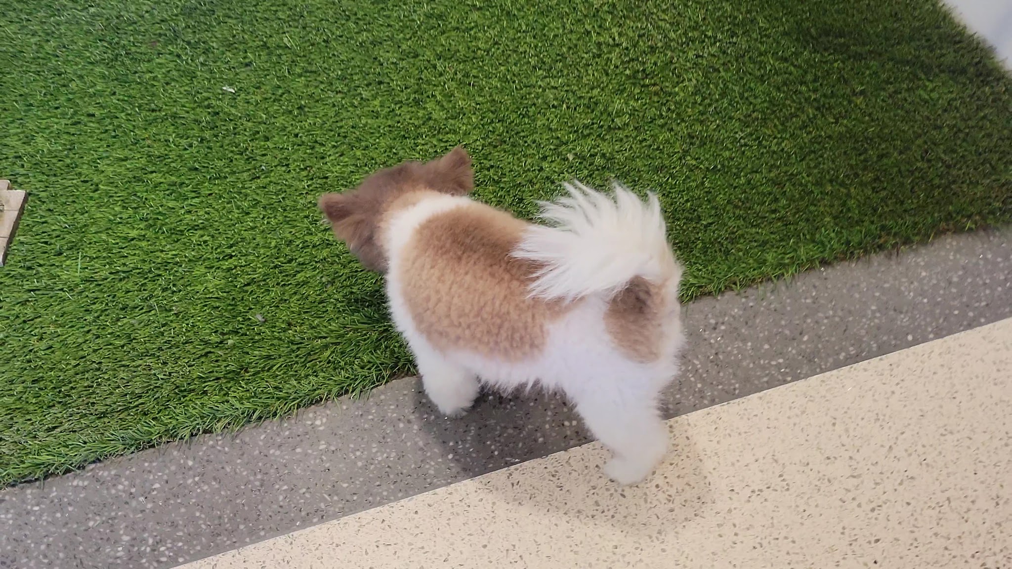 Terminal 1 Dog Relief Area - Chicago, IL