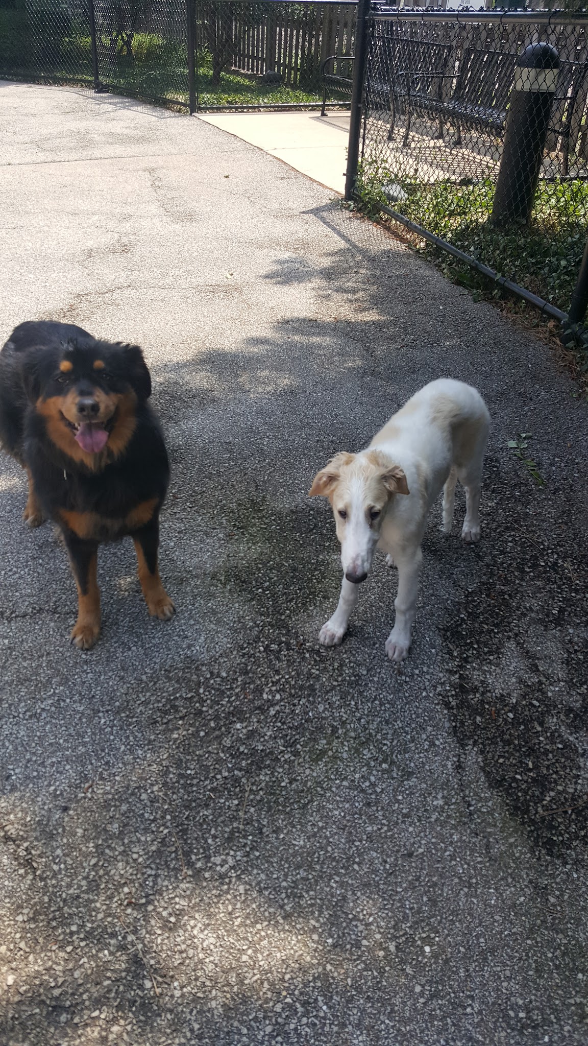 University Village Dog Park - Chicago, IL