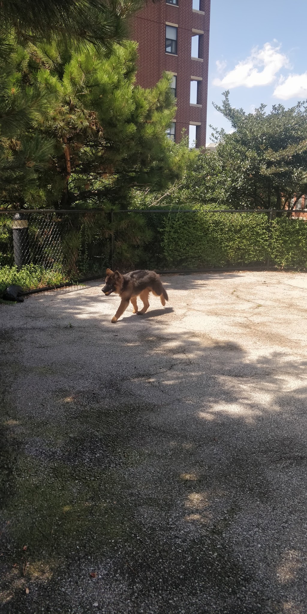 University Village Dog Park - Chicago, IL
