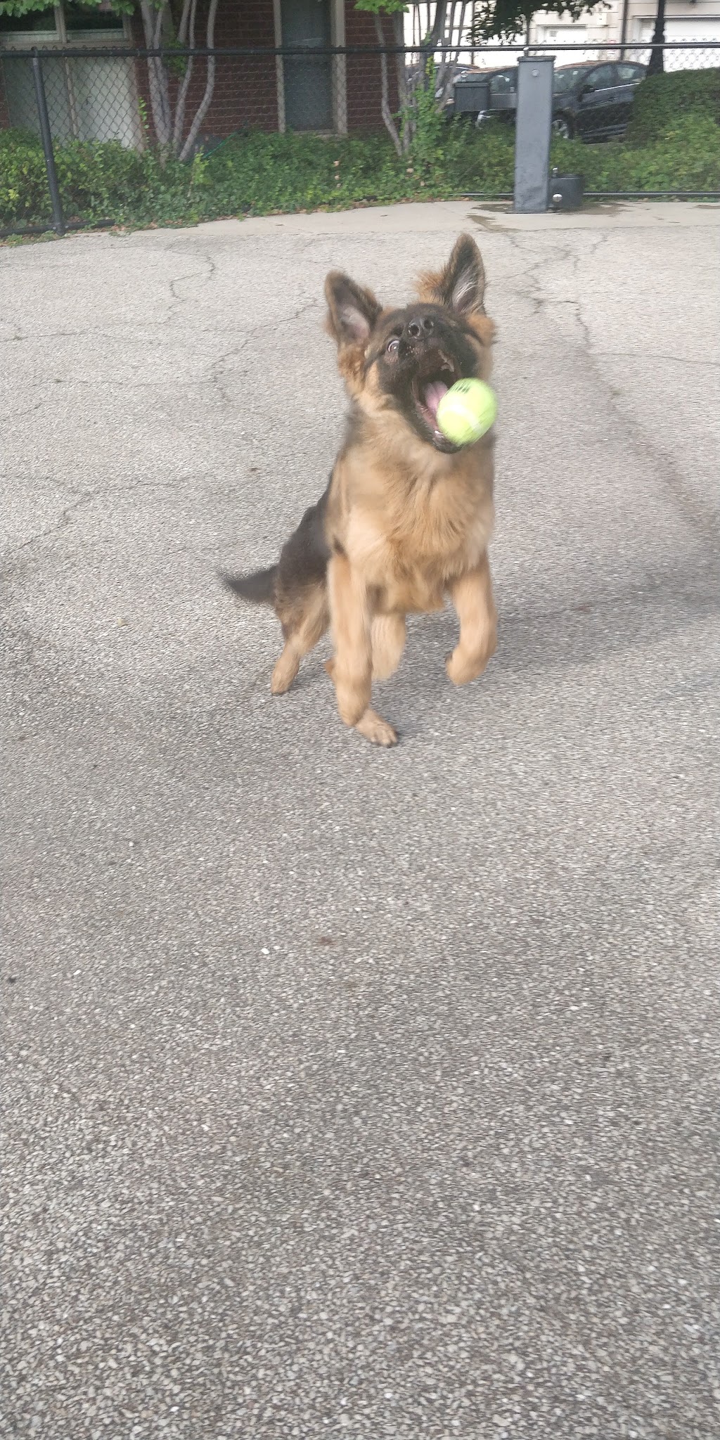 University Village Dog Park - Chicago, IL