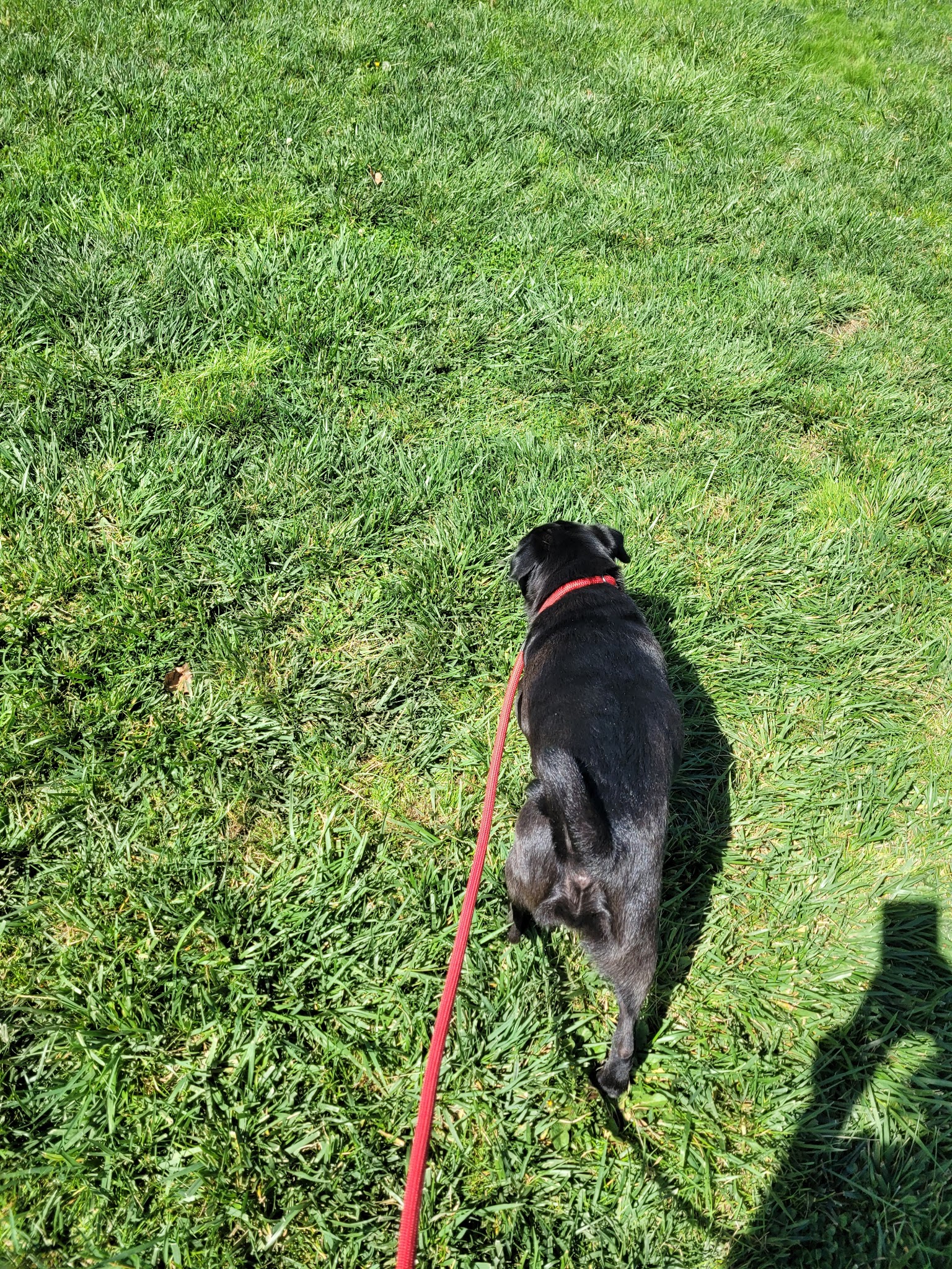 Cornelius Dog Park - Cornelius, OR