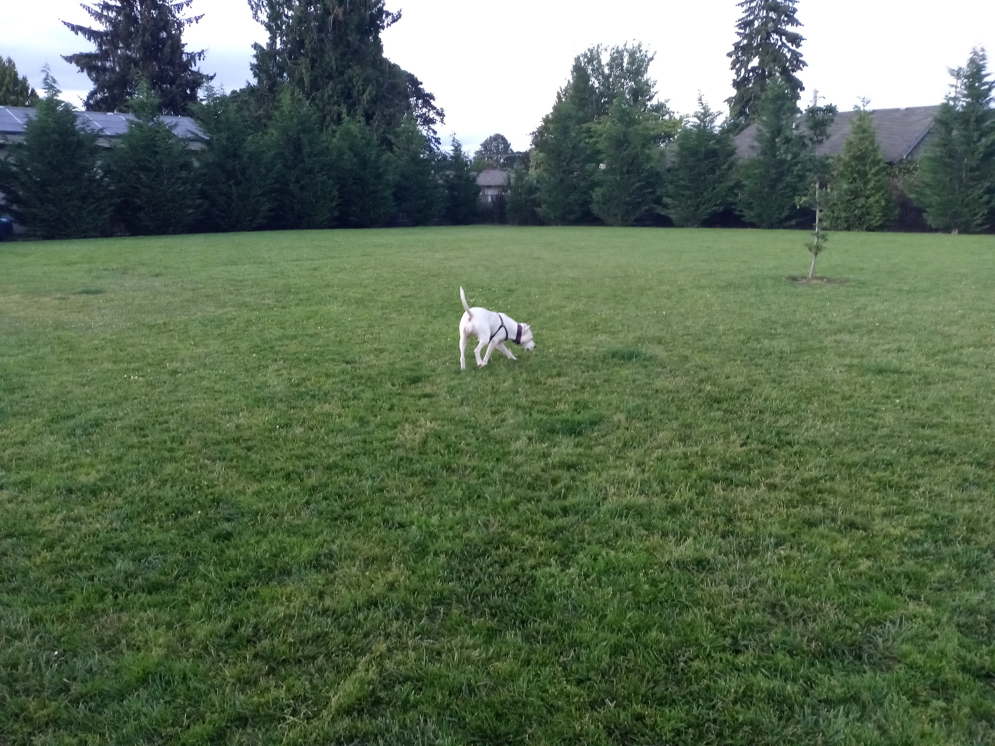 Cornelius Dog Park - Cornelius, OR