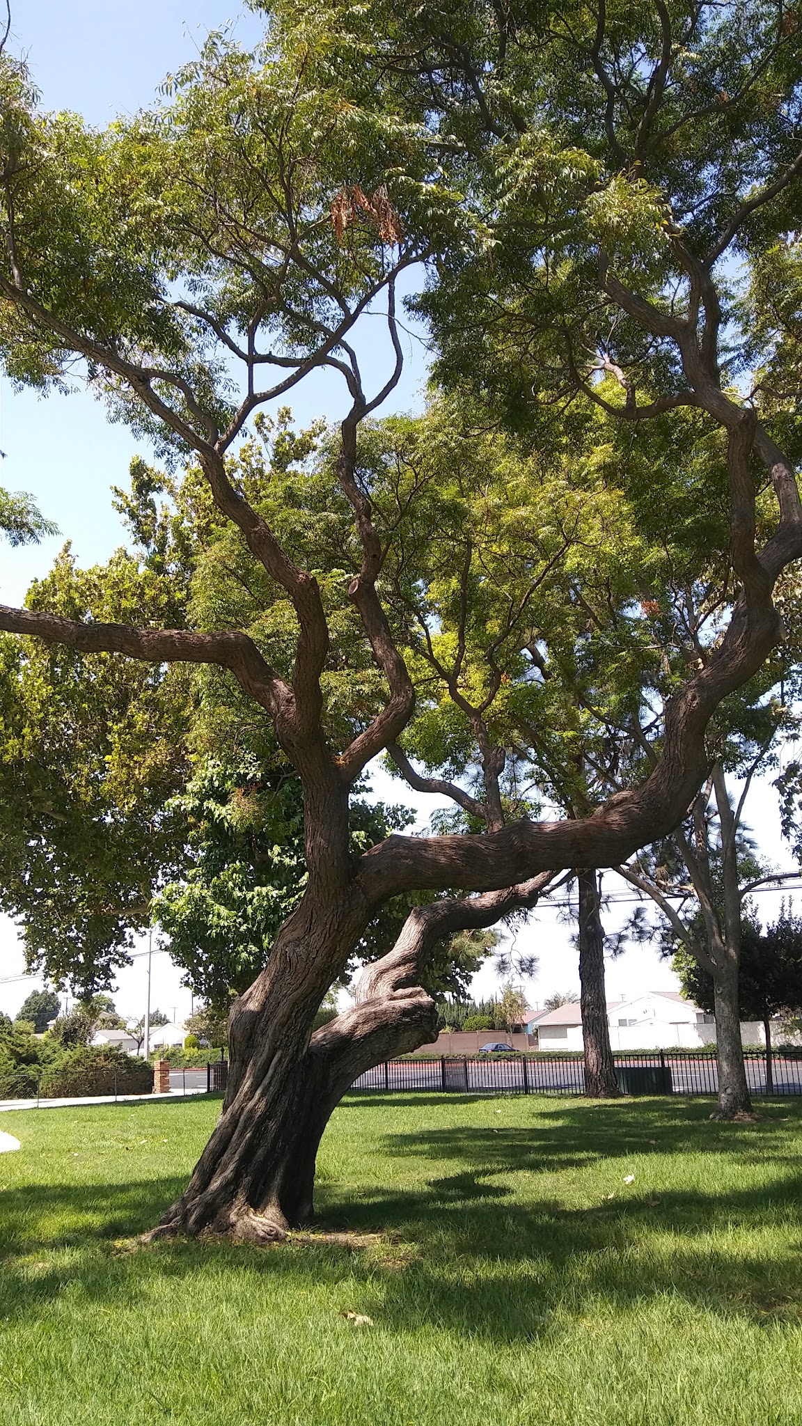 Baroldi Sycamore Park - Cypress, CA