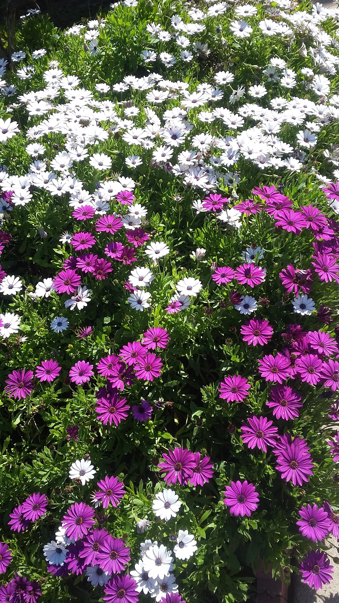 Laurel Park - Cypress, CA