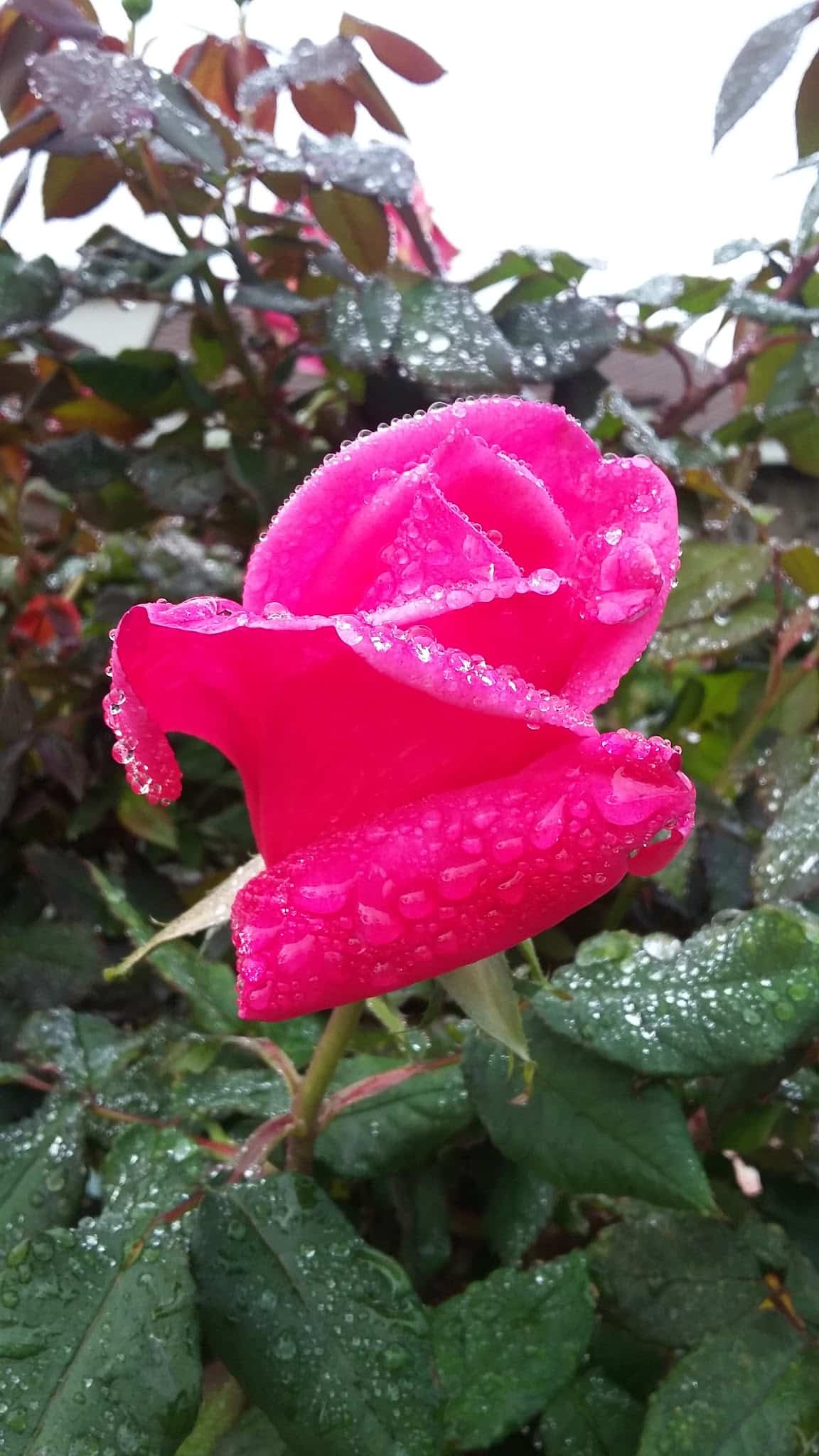 Laurel Park - Cypress, CA