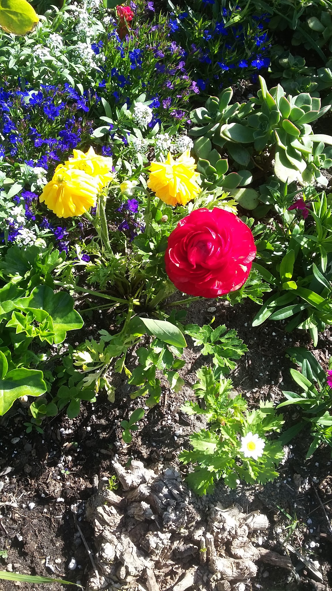 Laurel Park - Cypress, CA