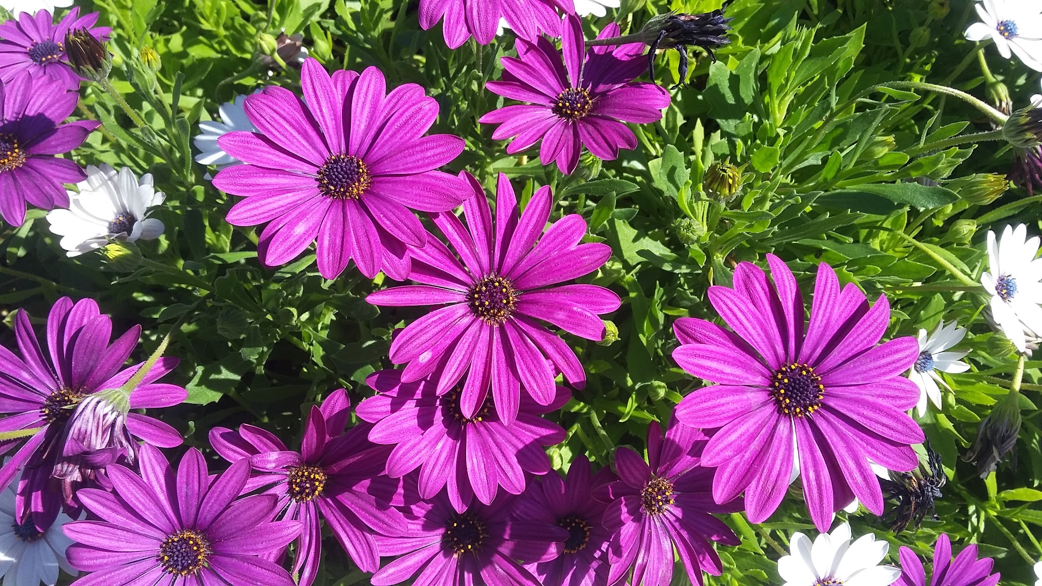 Laurel Park - Cypress, CA