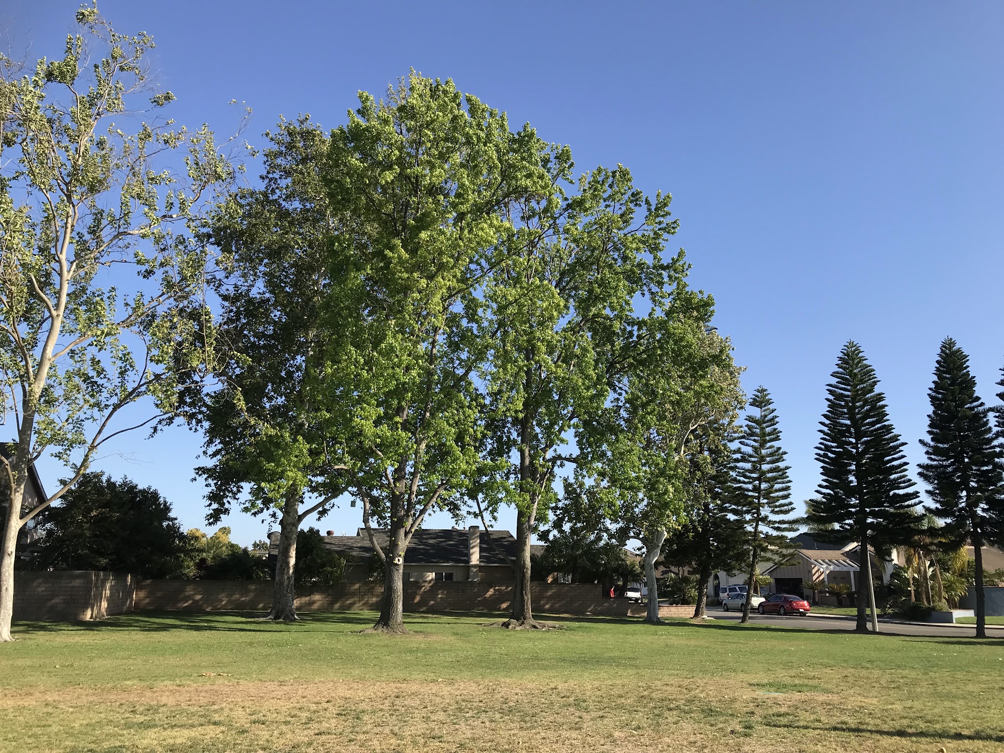 Maple Grove Park South - Cypress, CA