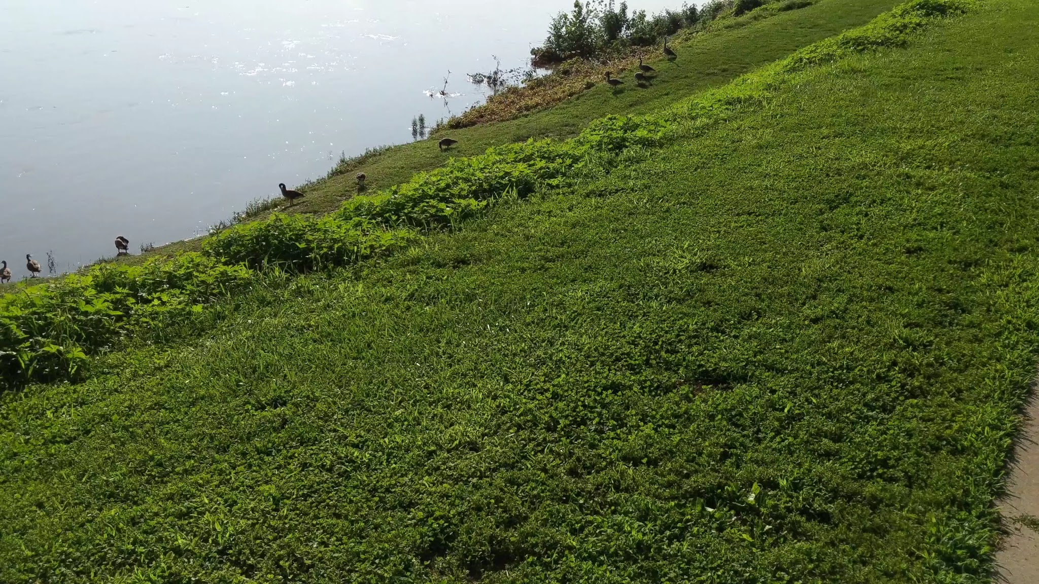 Montgomery Park - Danville, PA