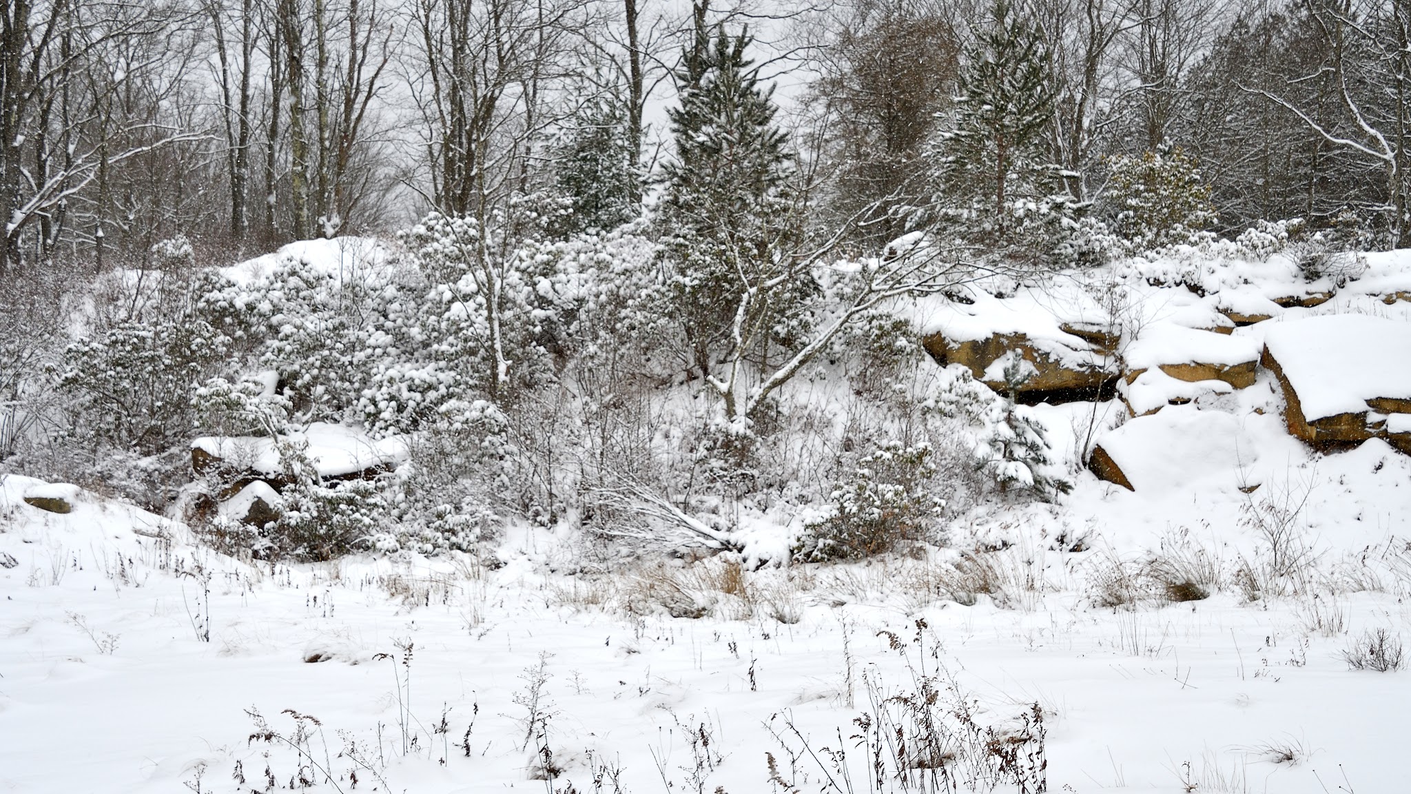 Allegheny Trail (Davis Trailhead) - Davis, WV
