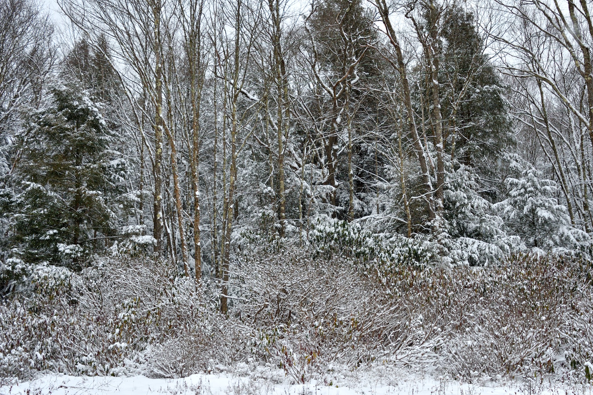 Allegheny Trail (Davis Trailhead) - Davis, WV