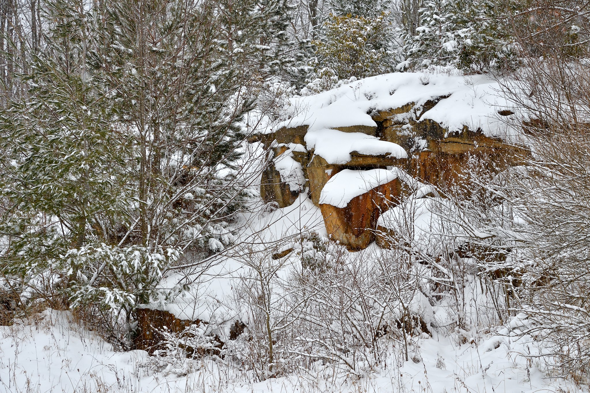 Allegheny Trail (Davis Trailhead) - Davis, WV