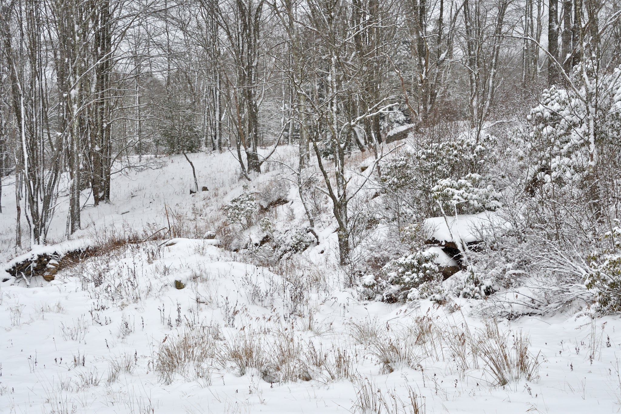 Allegheny Trail (Davis Trailhead) - Davis, WV