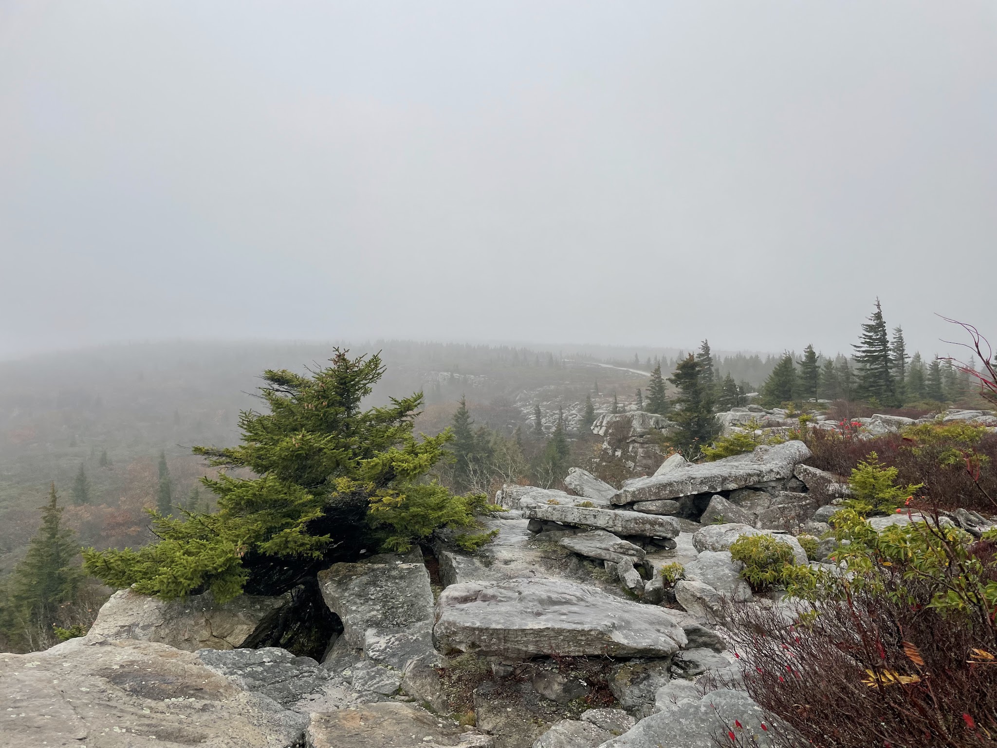 Bear Rocks Preserve - Davis, WV