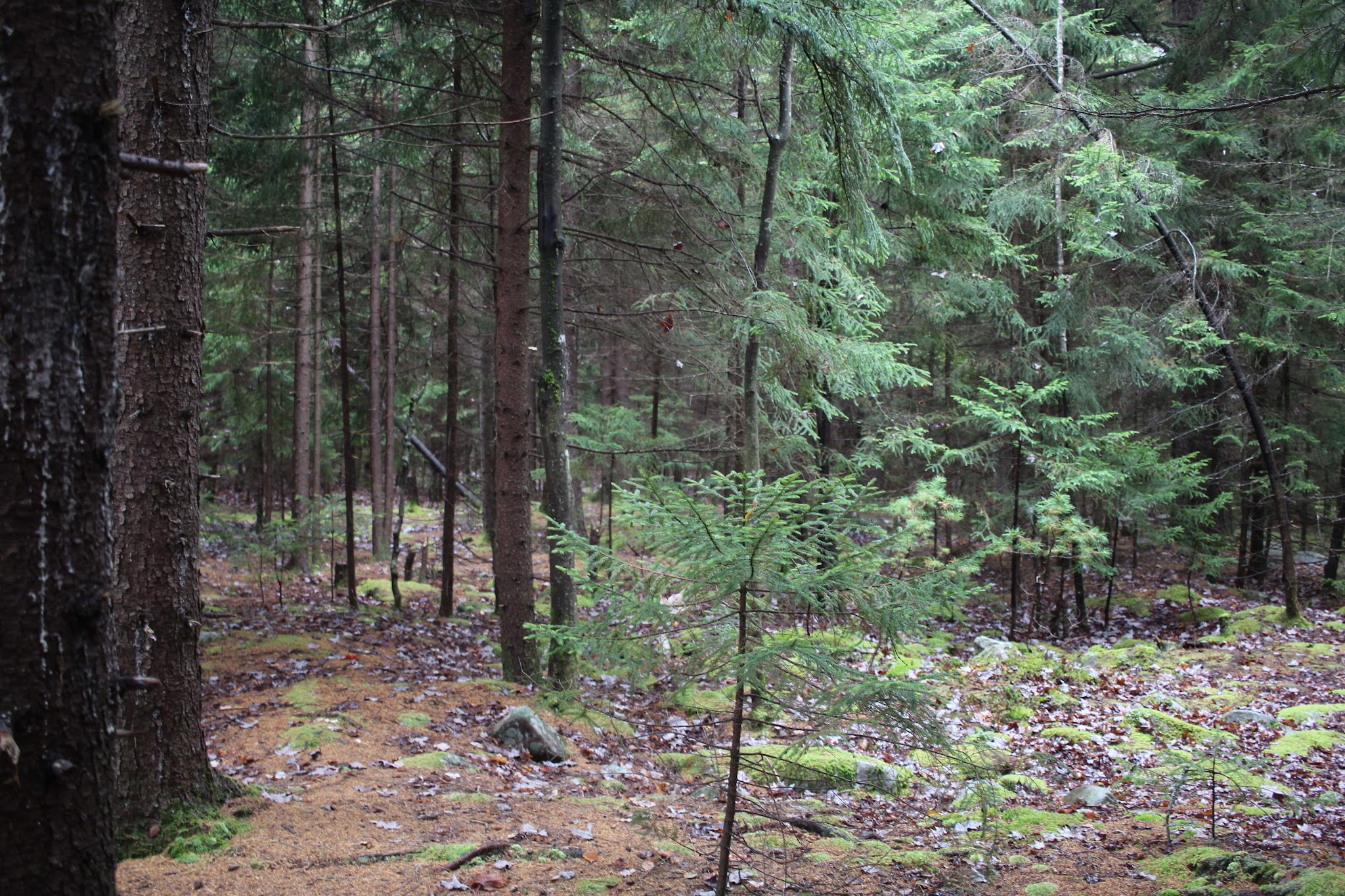 Blackbird Knob Trailhead - Davis, WV