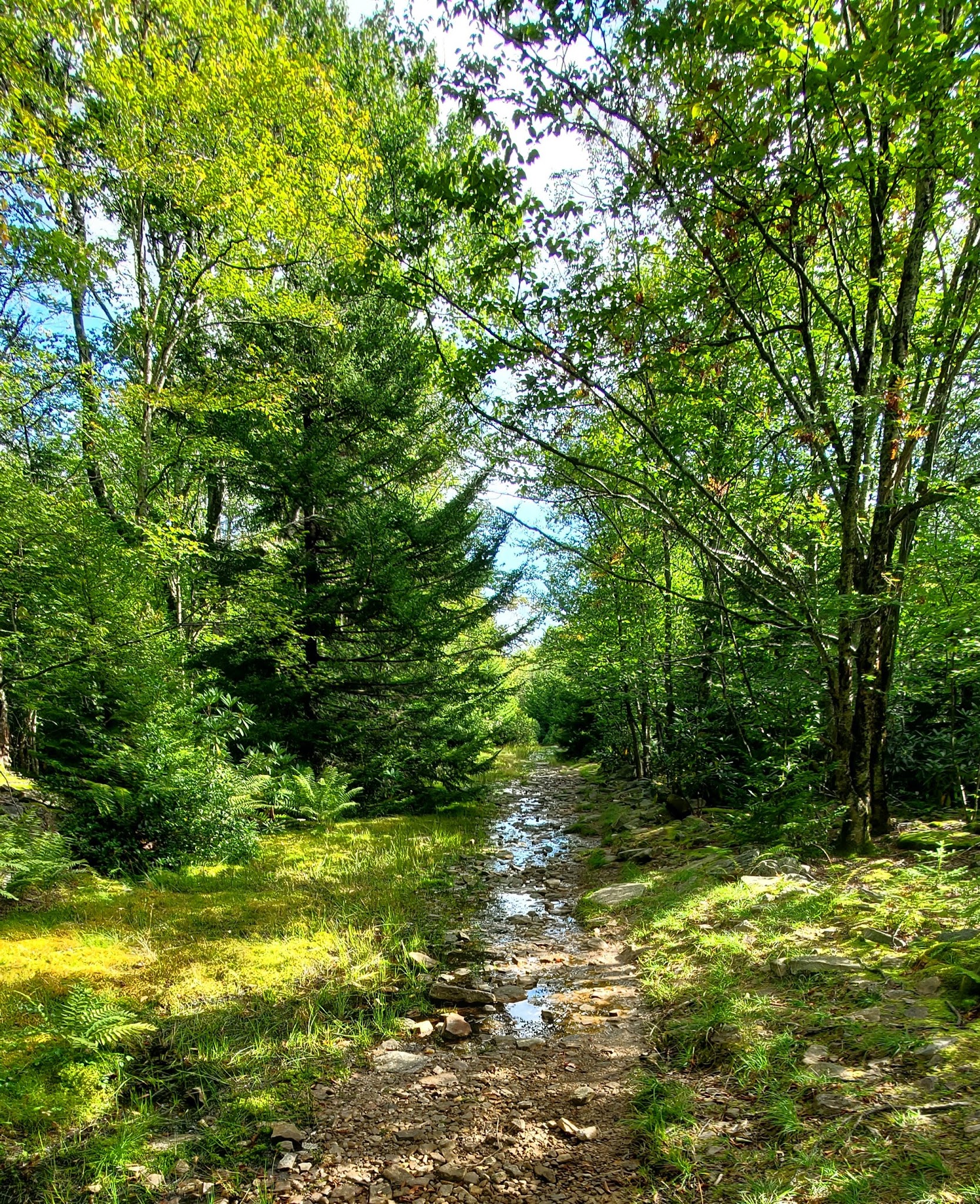 Blackbird Knob Trailhead - Davis, WV