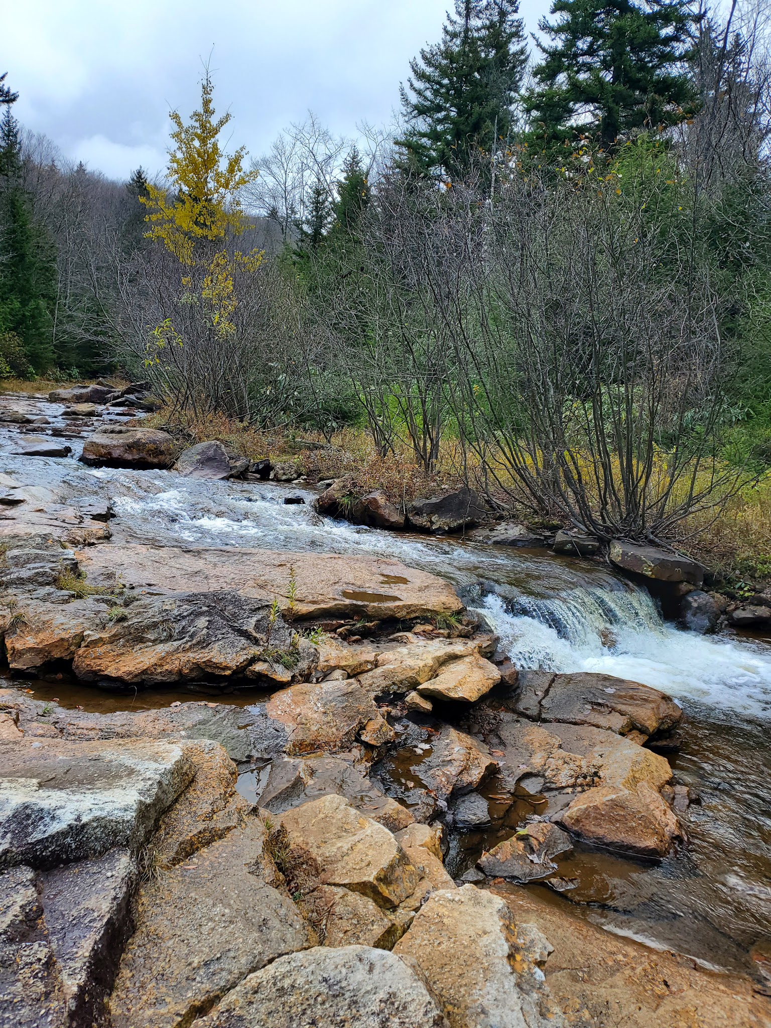 Blackbird Knob Trailhead - Davis, WV