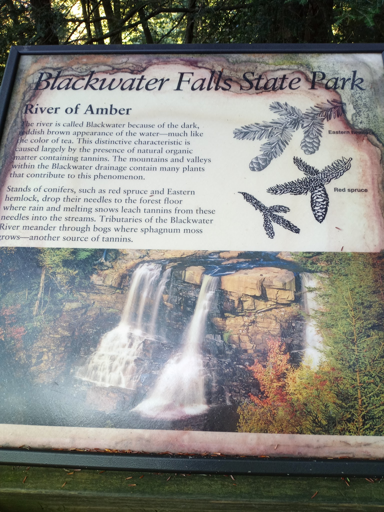 Blackwater Falls Boardwalk - Davis, WV