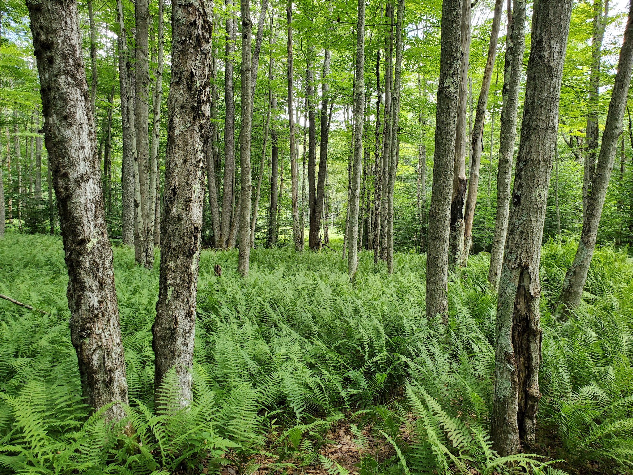 Canaan Valley National Wildlife Refuge - Davis, WV