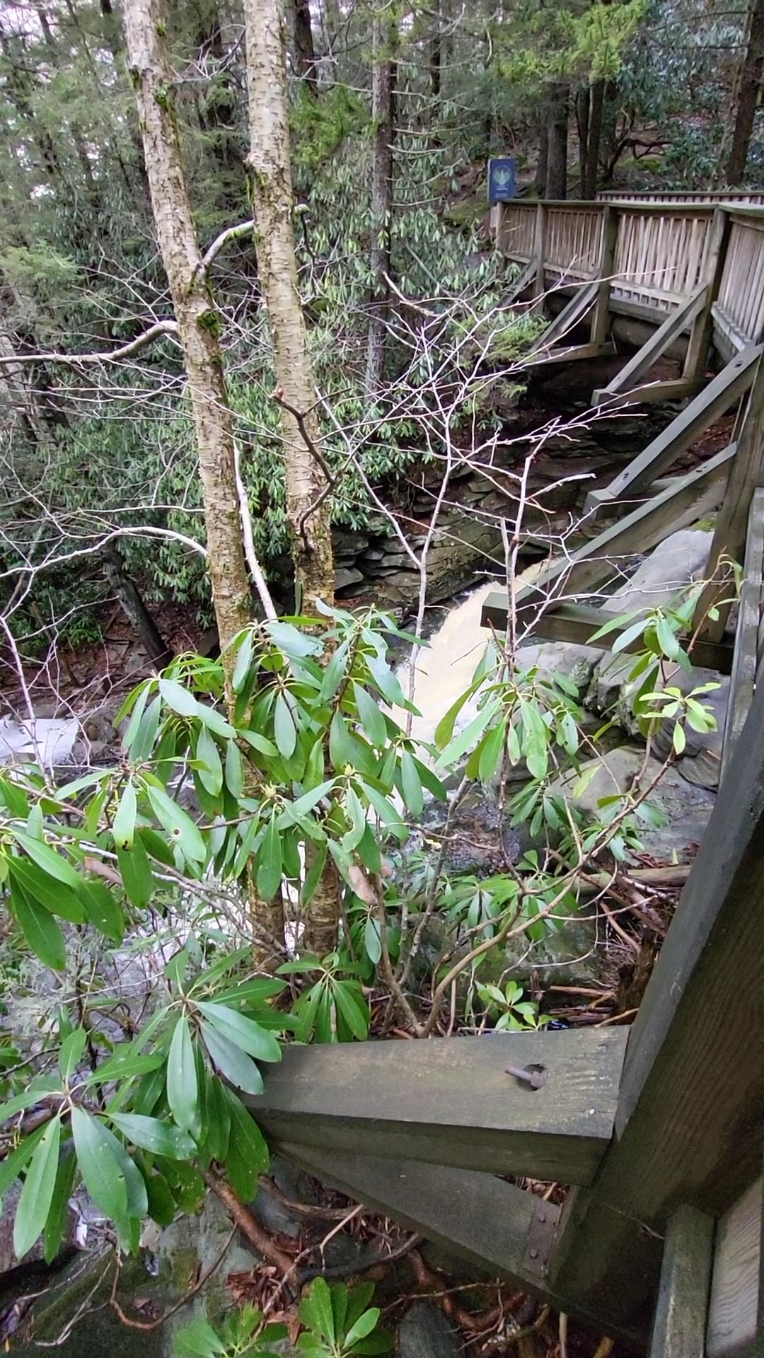 Elakala Trail - Davis, WV