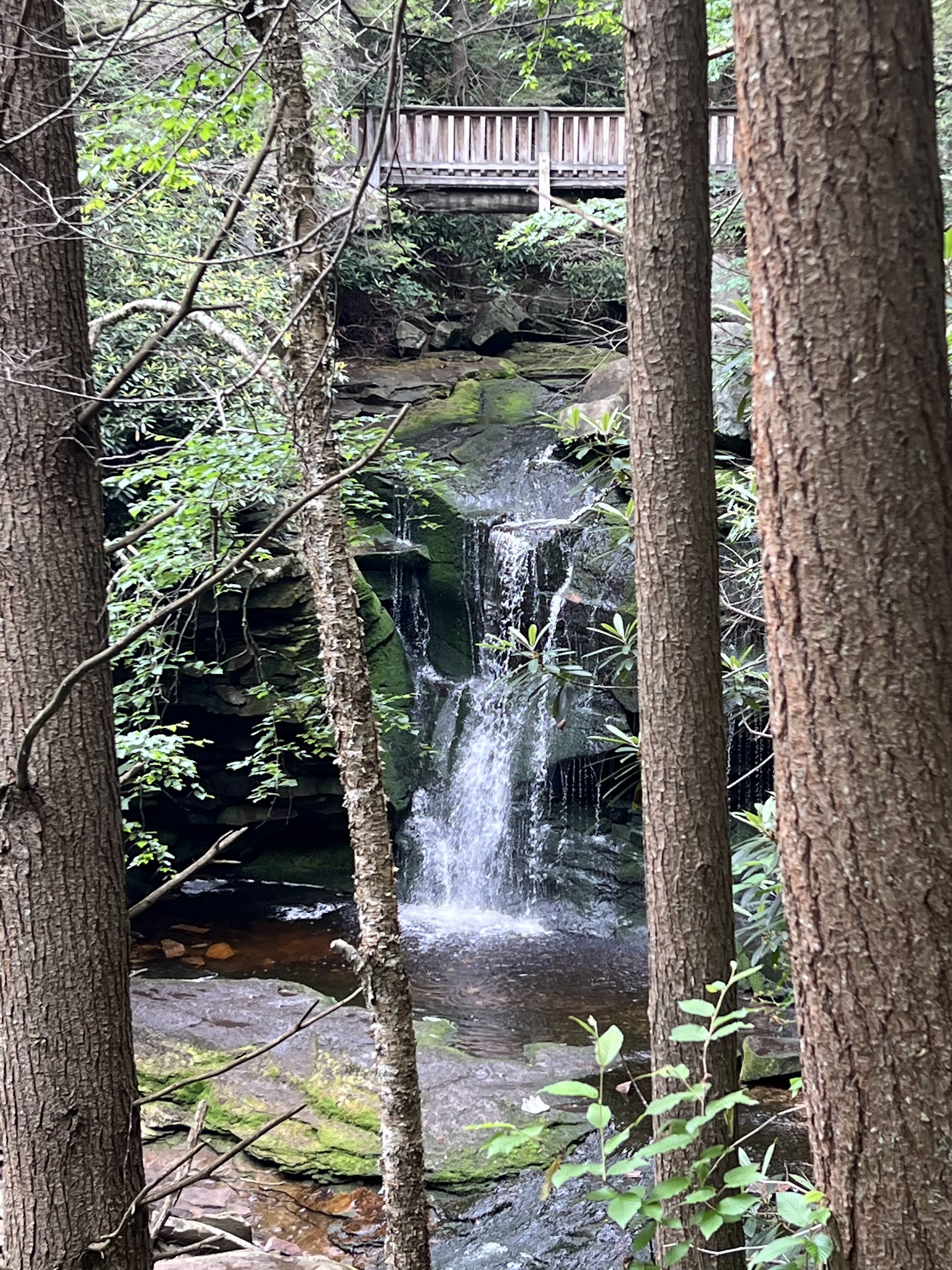 Elakala Trail - Davis, WV