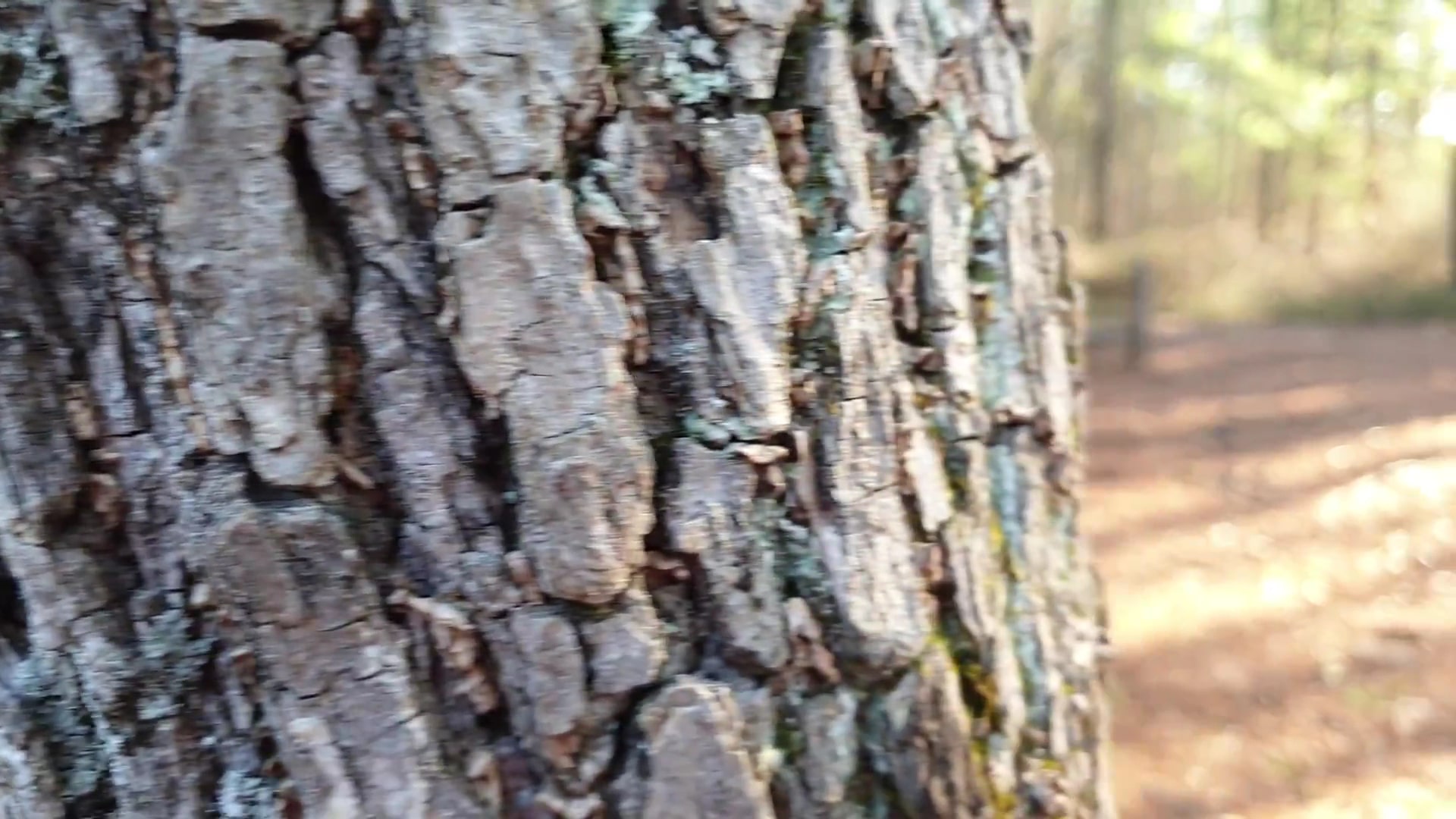 Noanet Woodlands - Dover, MA