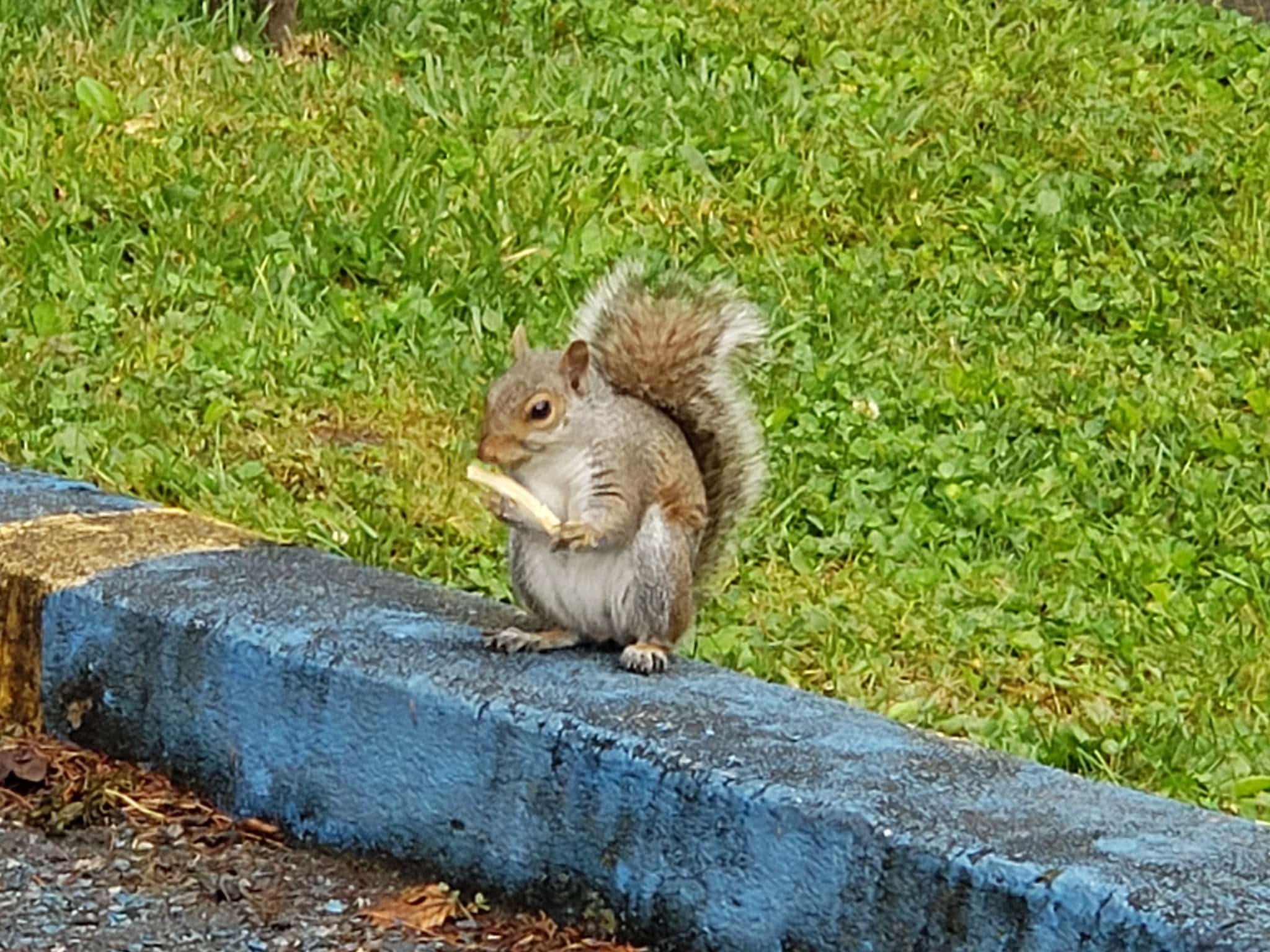 Elkins City Park - Elkins, WV
