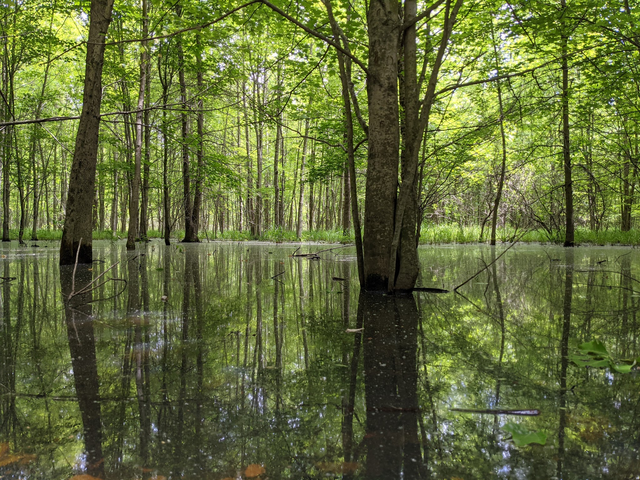 Beanblossom Bottoms Nature Preserve - Sycamore Land Trust - Ellettsville, IN