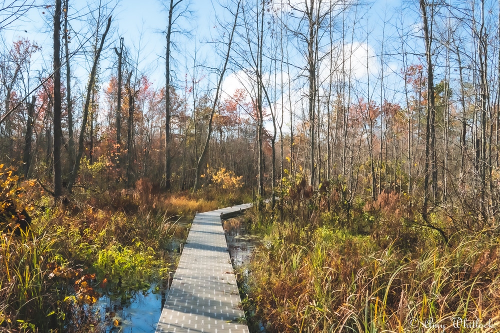 Beanblossom Bottoms Nature Preserve - Sycamore Land Trust - Ellettsville, IN