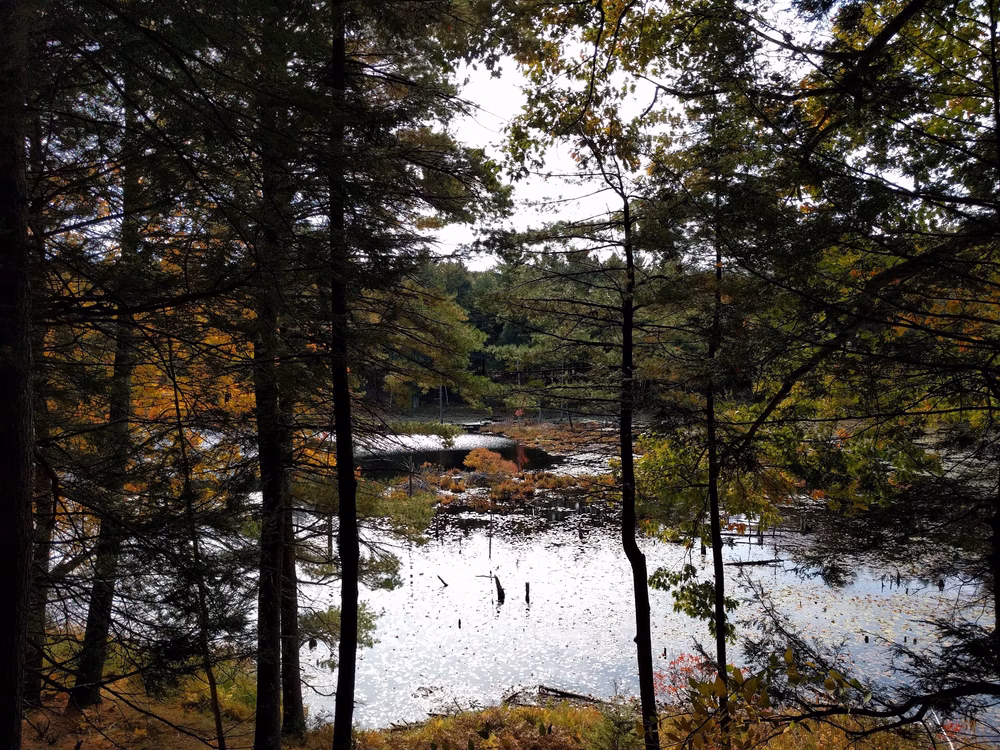 Fox Run Conservation Area - Epping, NH