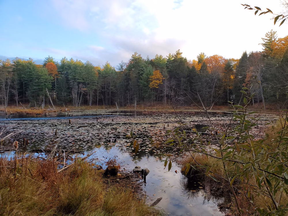 Fox Run Conservation Area - Epping, NH