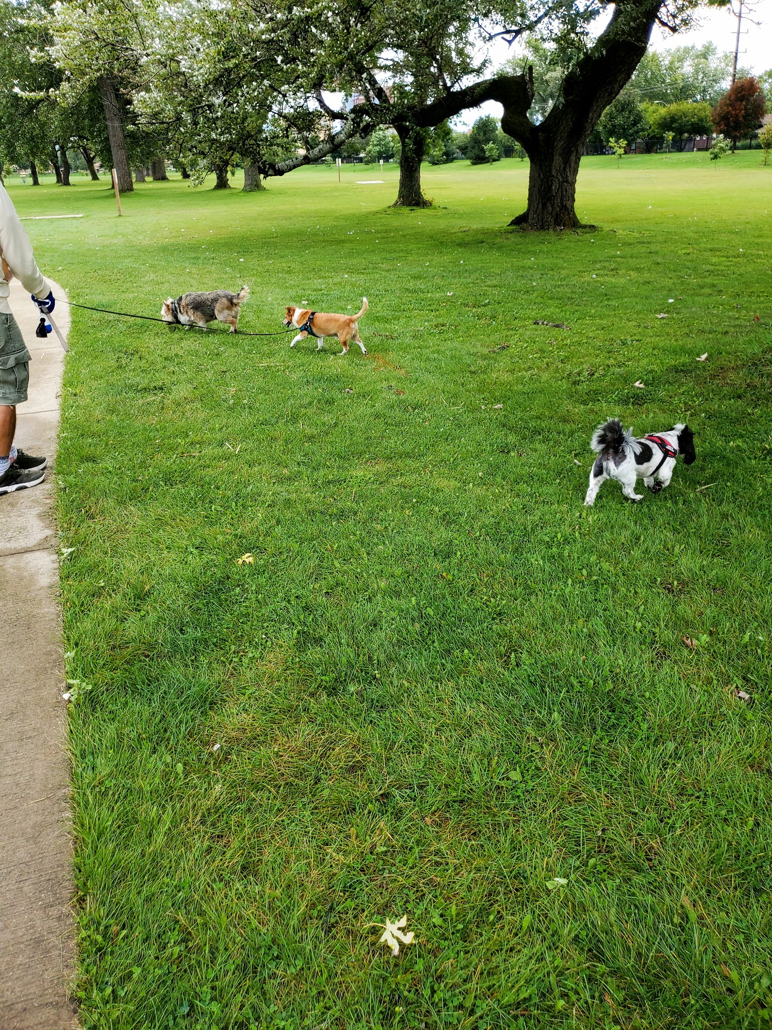 50 Acre Park Dog Park - Evergreen Park, IL