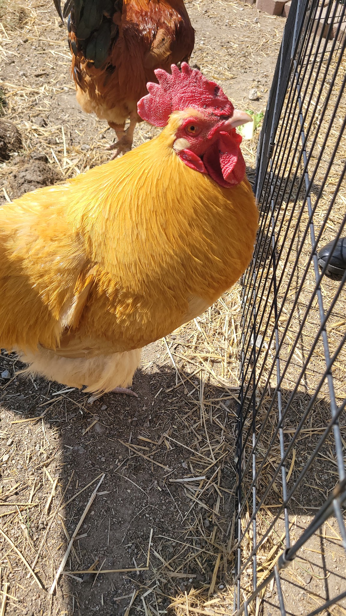 50 Acre Park Dog Park - Evergreen Park, IL