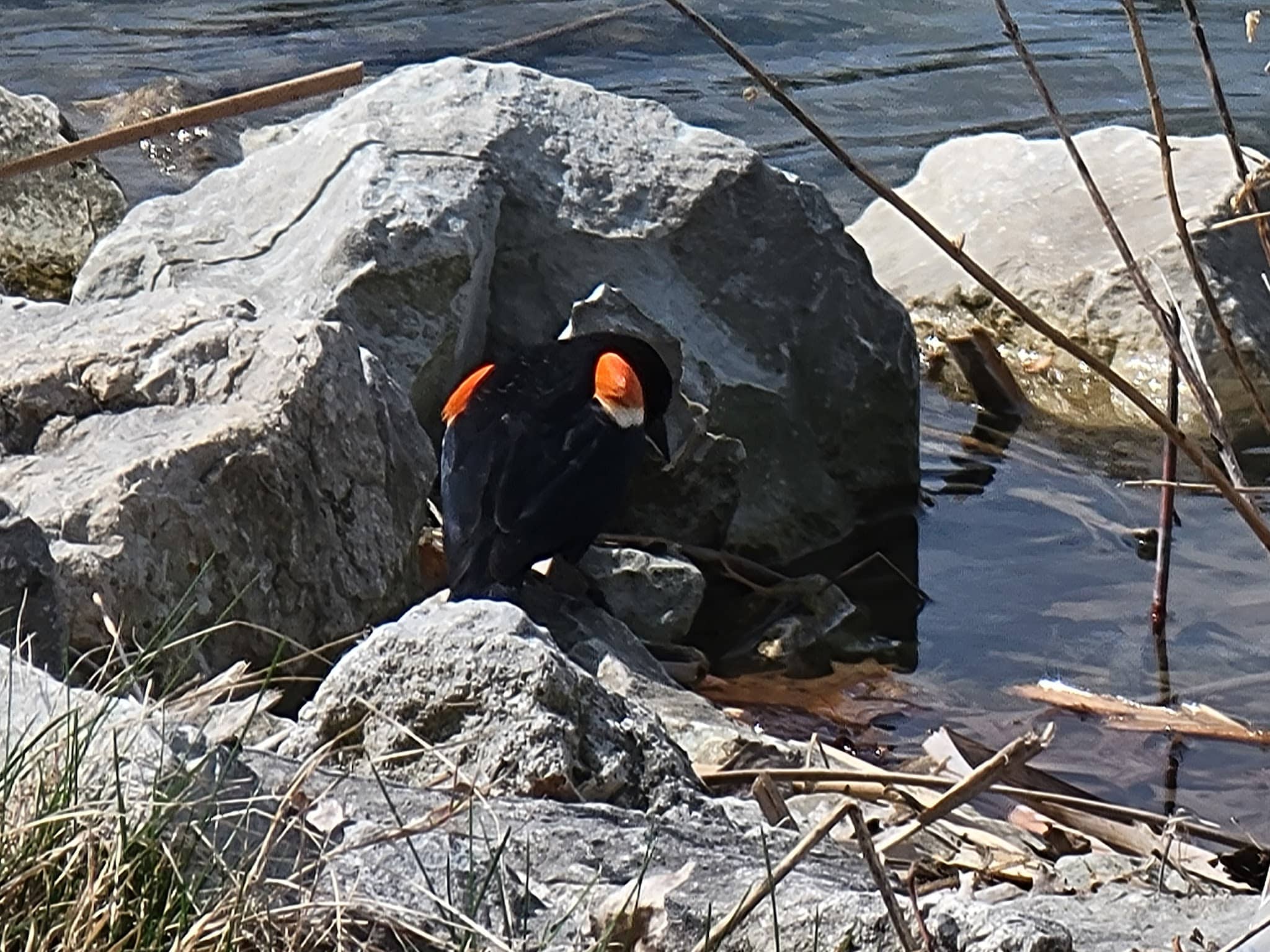 50 Acre Park Dog Park - Evergreen Park, IL
