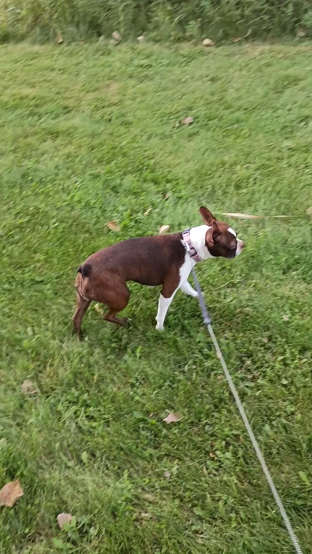 50 Acre Park Dog Park - Evergreen Park, IL