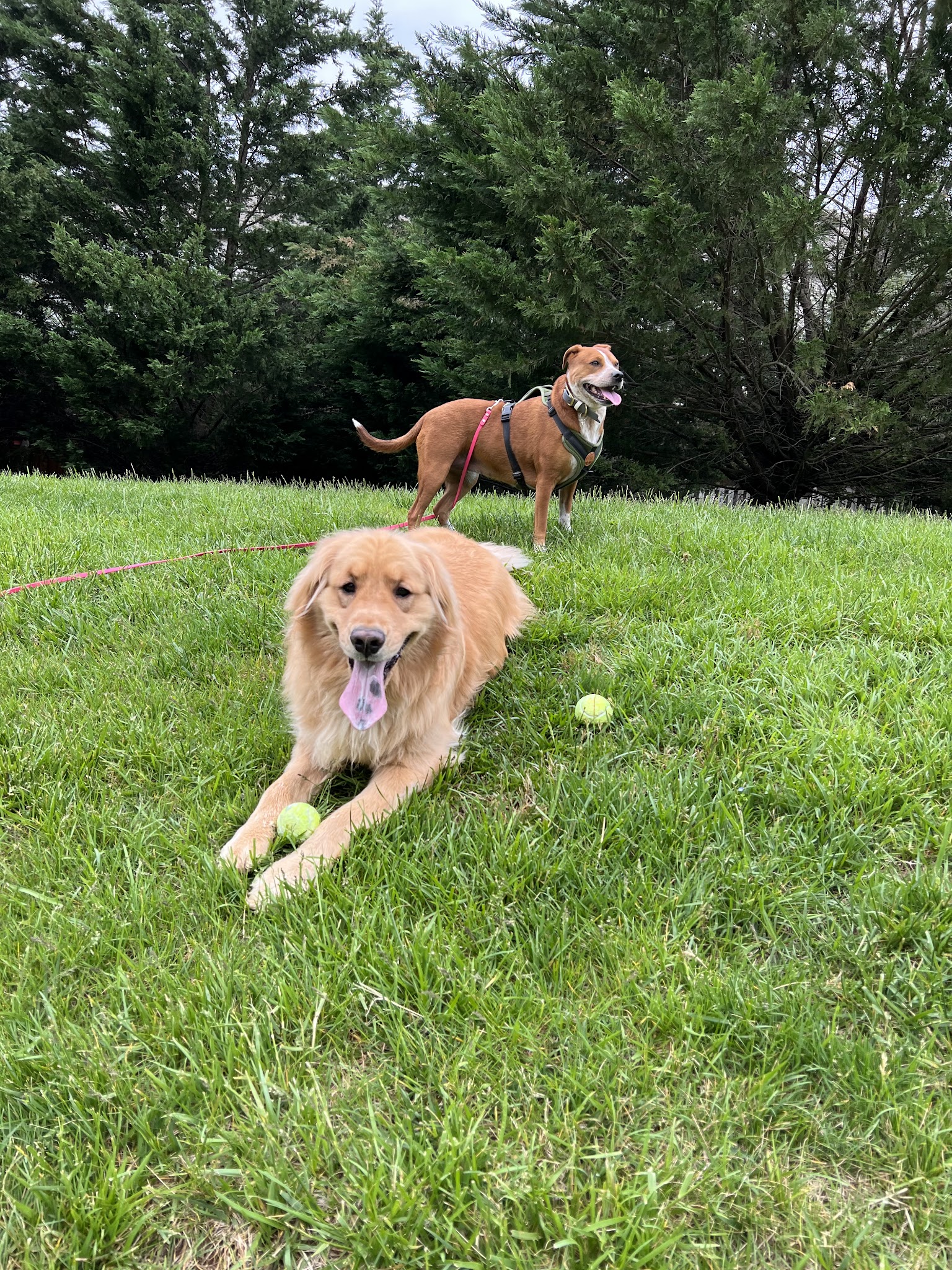 Armistead Park - Fairfax, VA