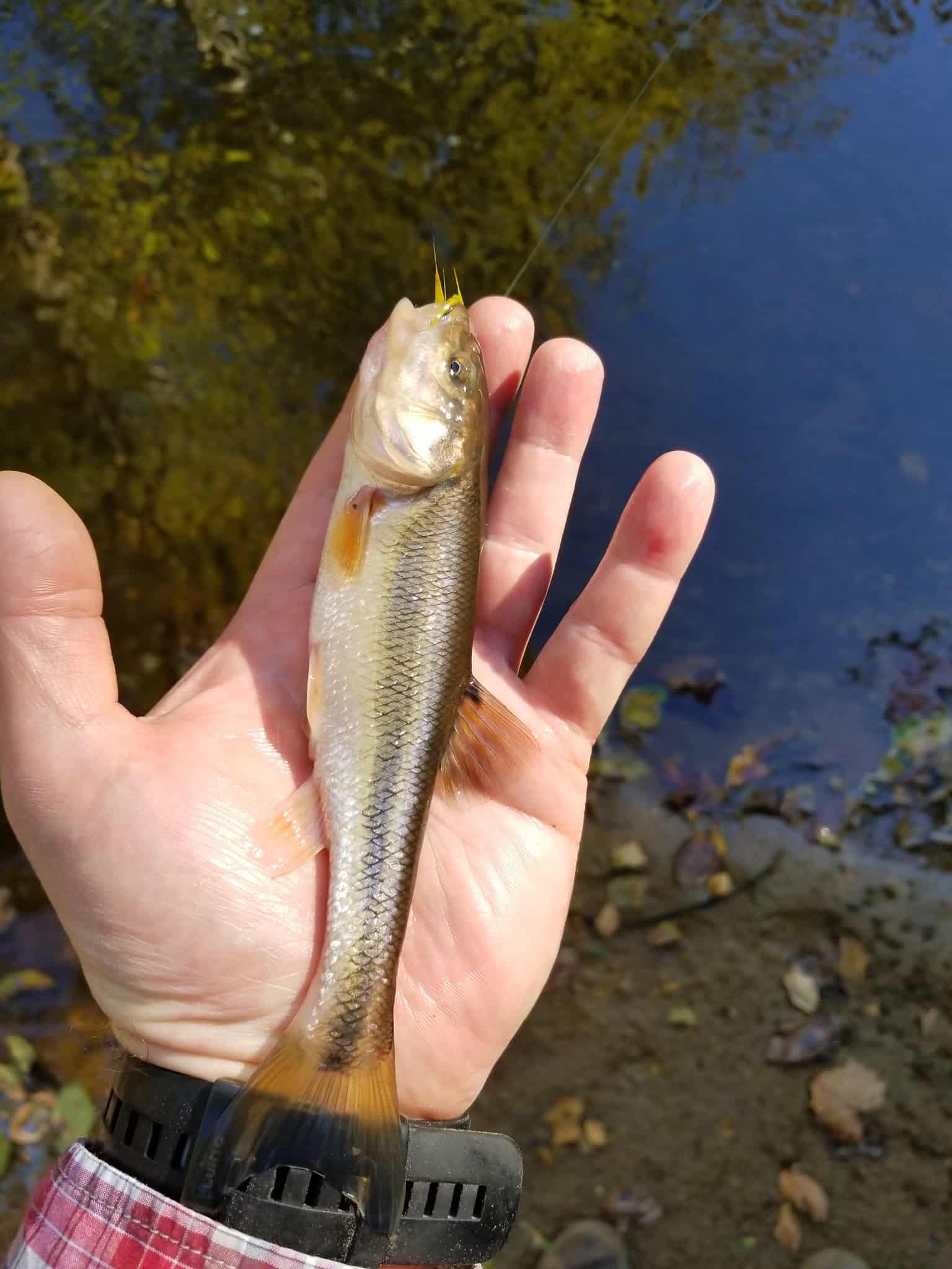 Eakin Park (Mantua Section) - Fairfax, VA