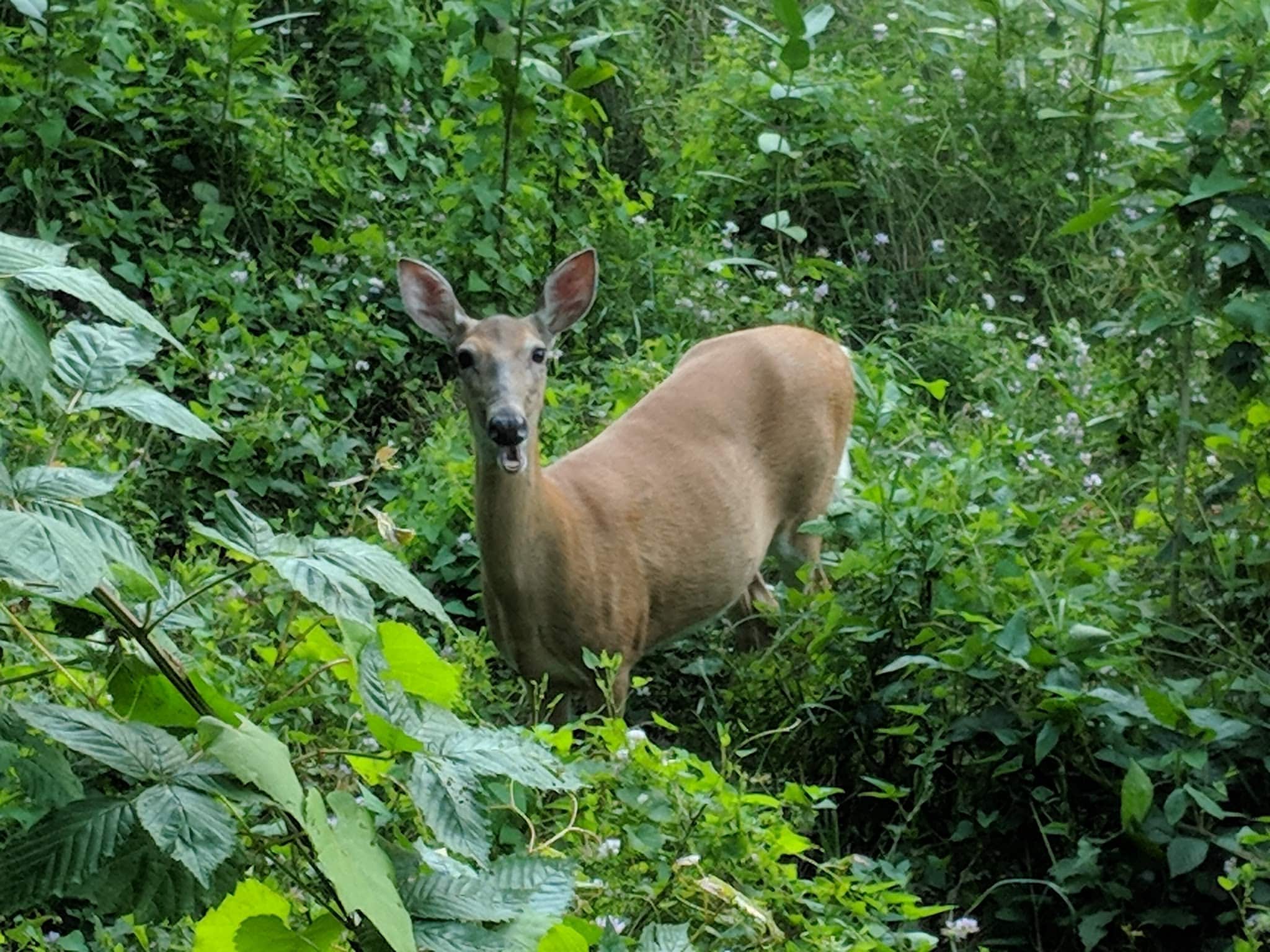 Franklin Glen Park - Fairfax, VA
