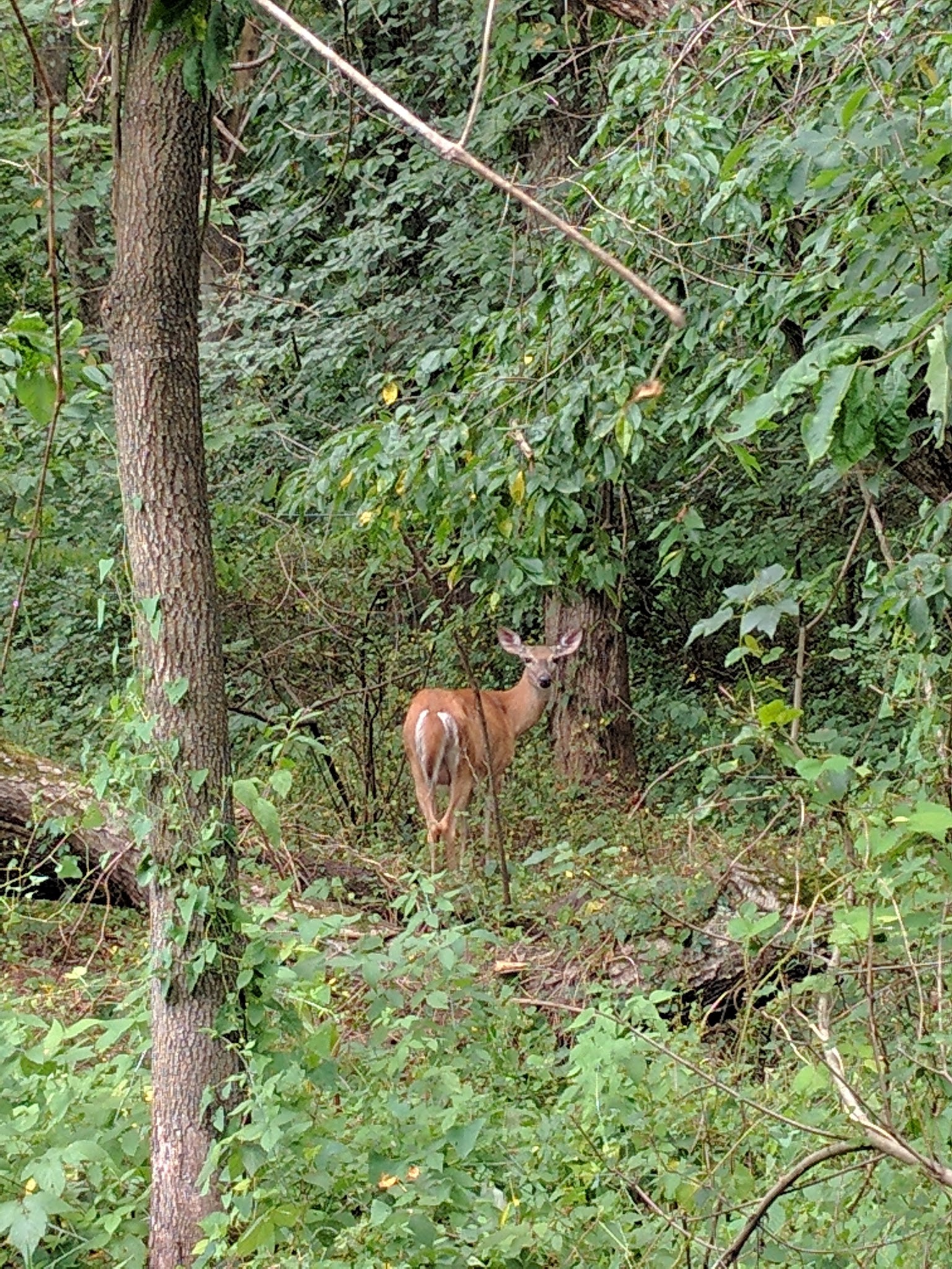 Franklin Glen Park - Fairfax, VA