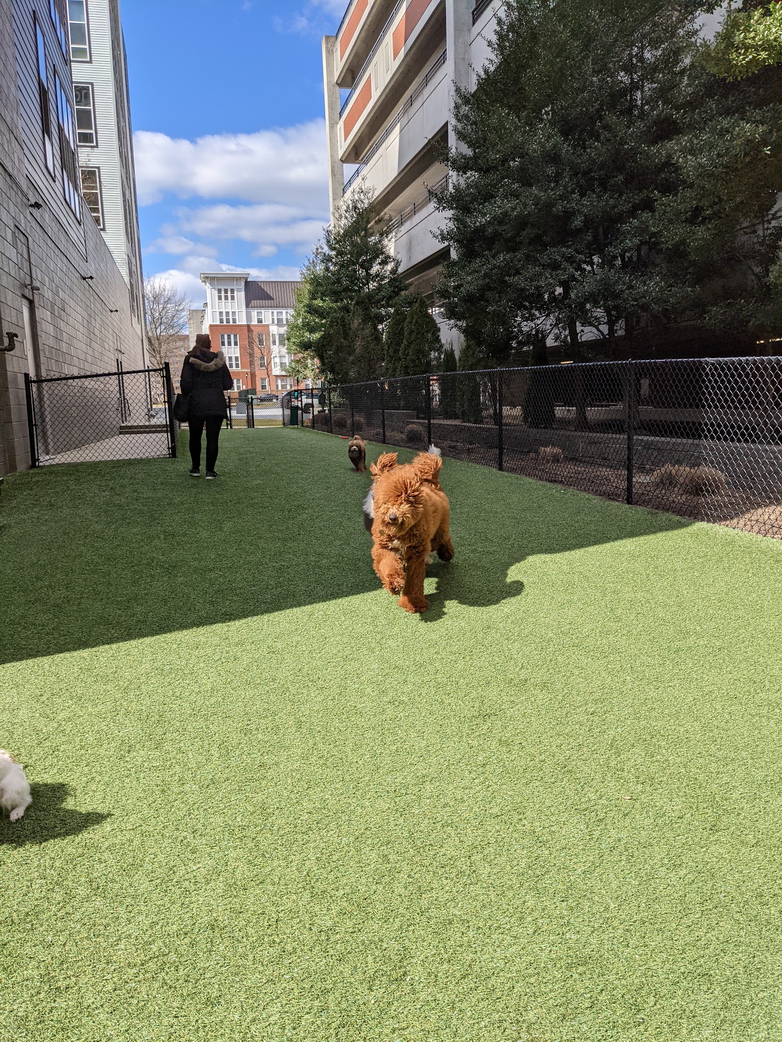 Halstead Square Dog Park - Fairfax, VA