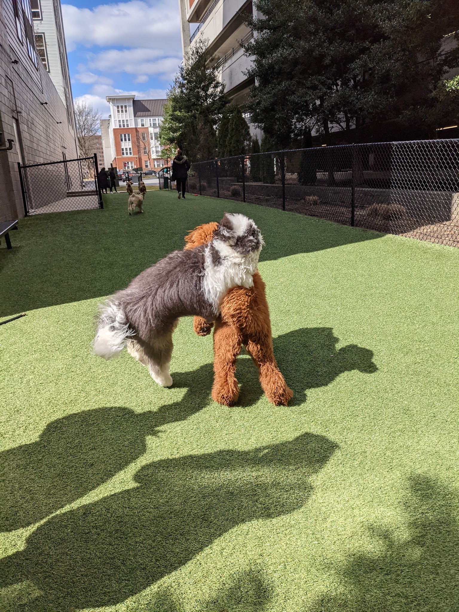 Halstead Square Dog Park - Fairfax, VA