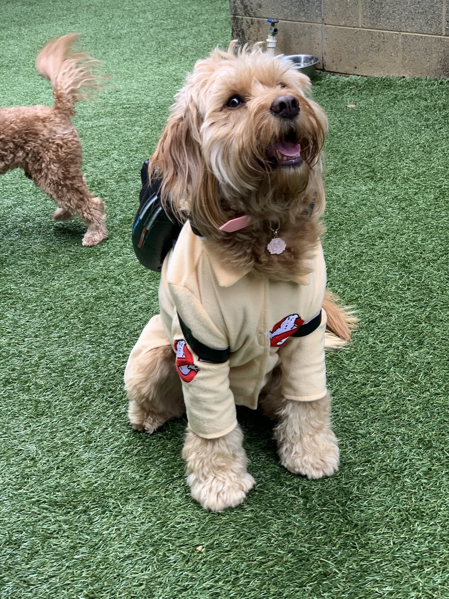 Halstead Square Dog Park - Fairfax, VA