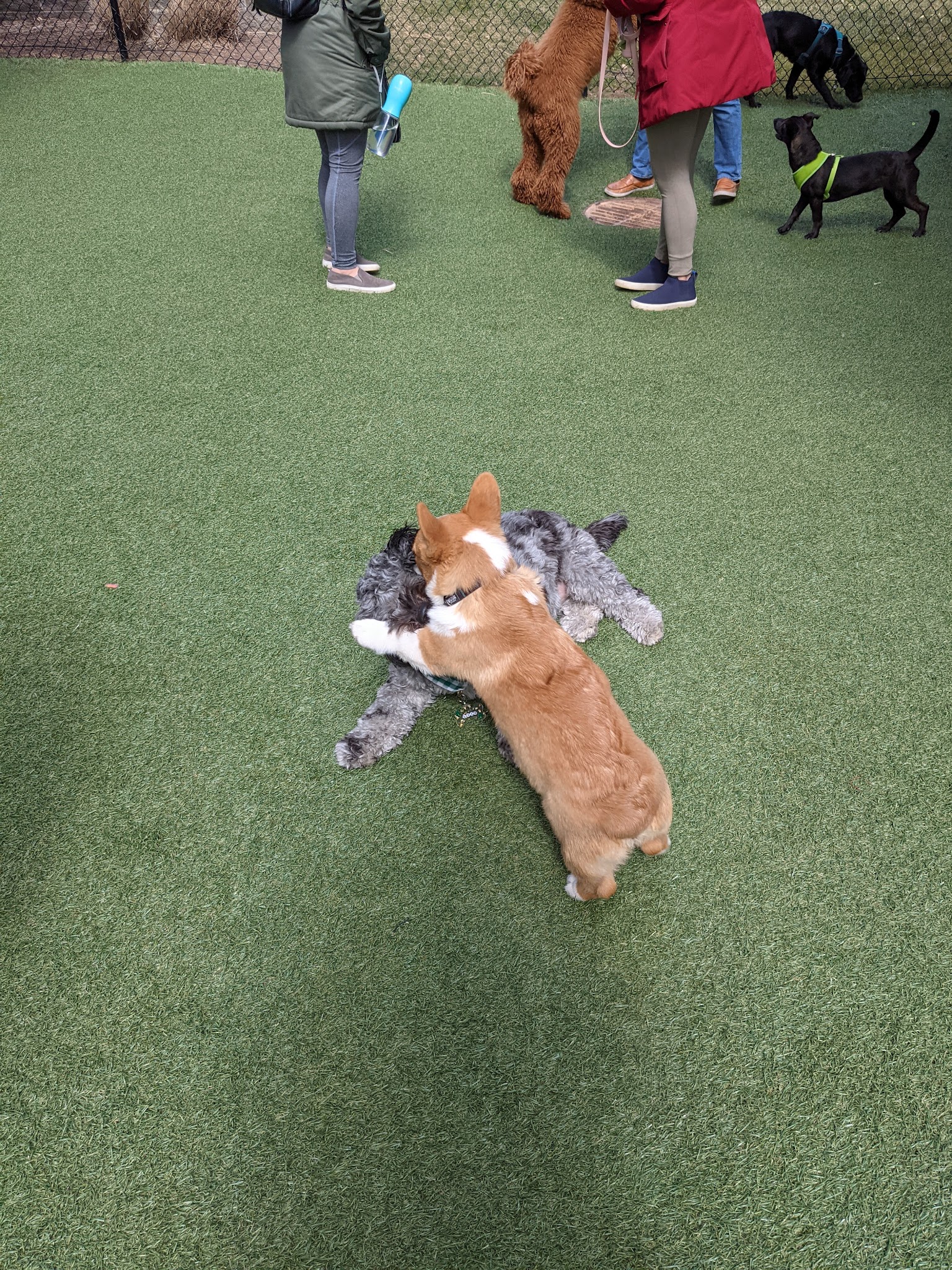 Halstead Square Dog Park - Fairfax, VA