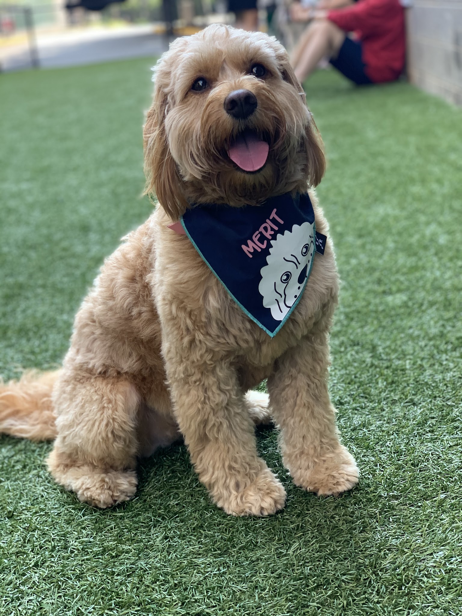 Halstead Square Dog Park - Fairfax, VA