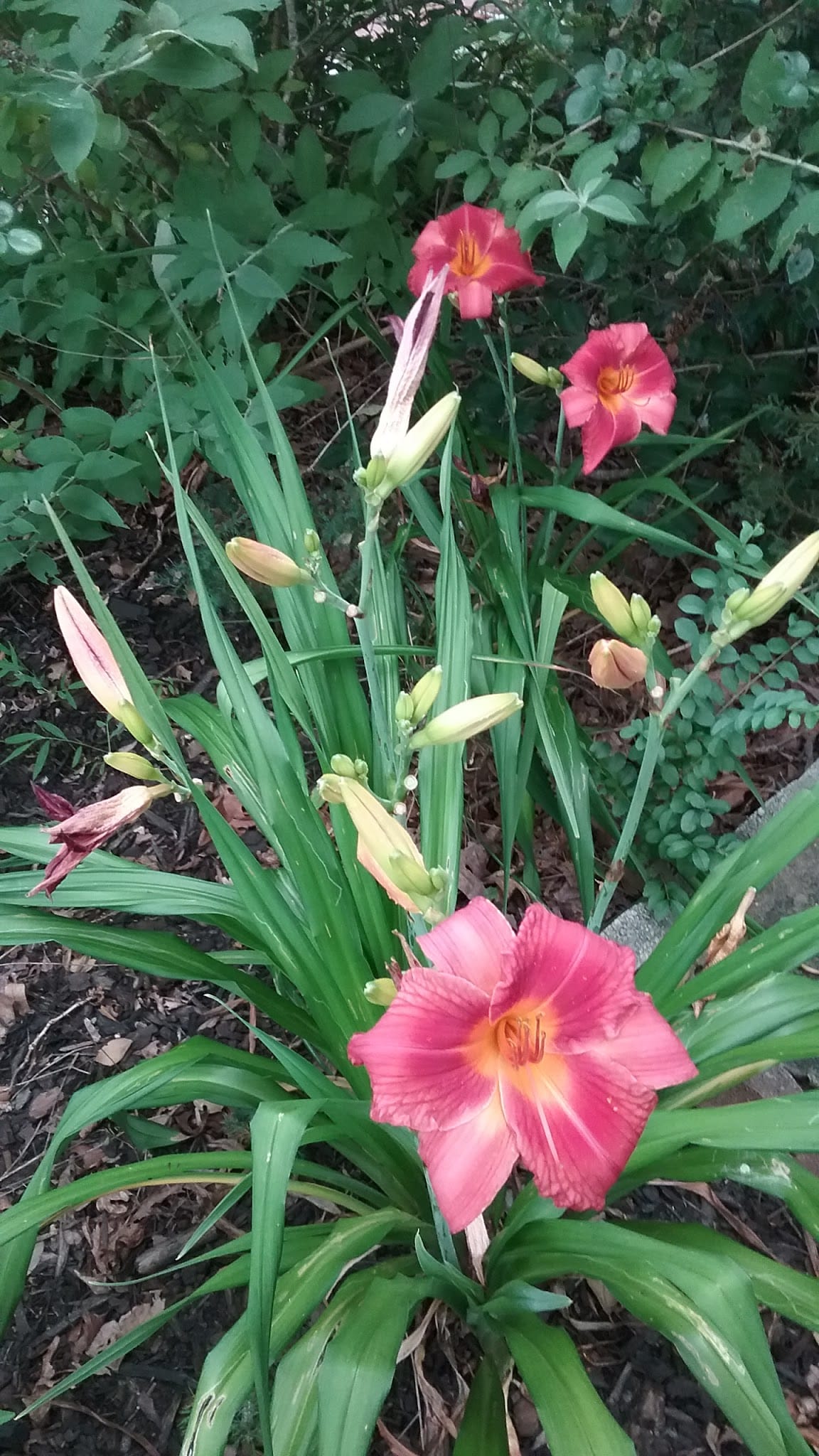 Middleridge Park - Fairfax, VA